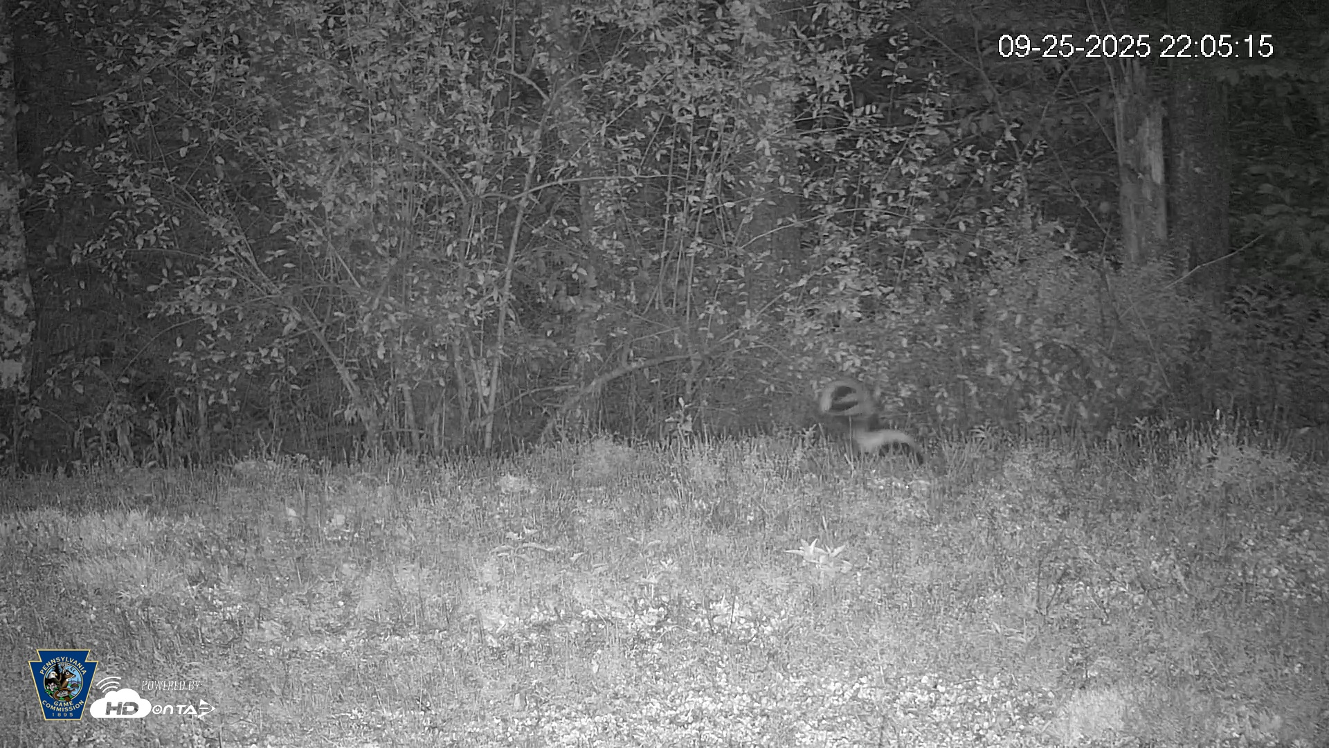 Snapshot of Pennsylvania Elk Live Webcam taken Sep 25, 2025, 10:06pm EDT