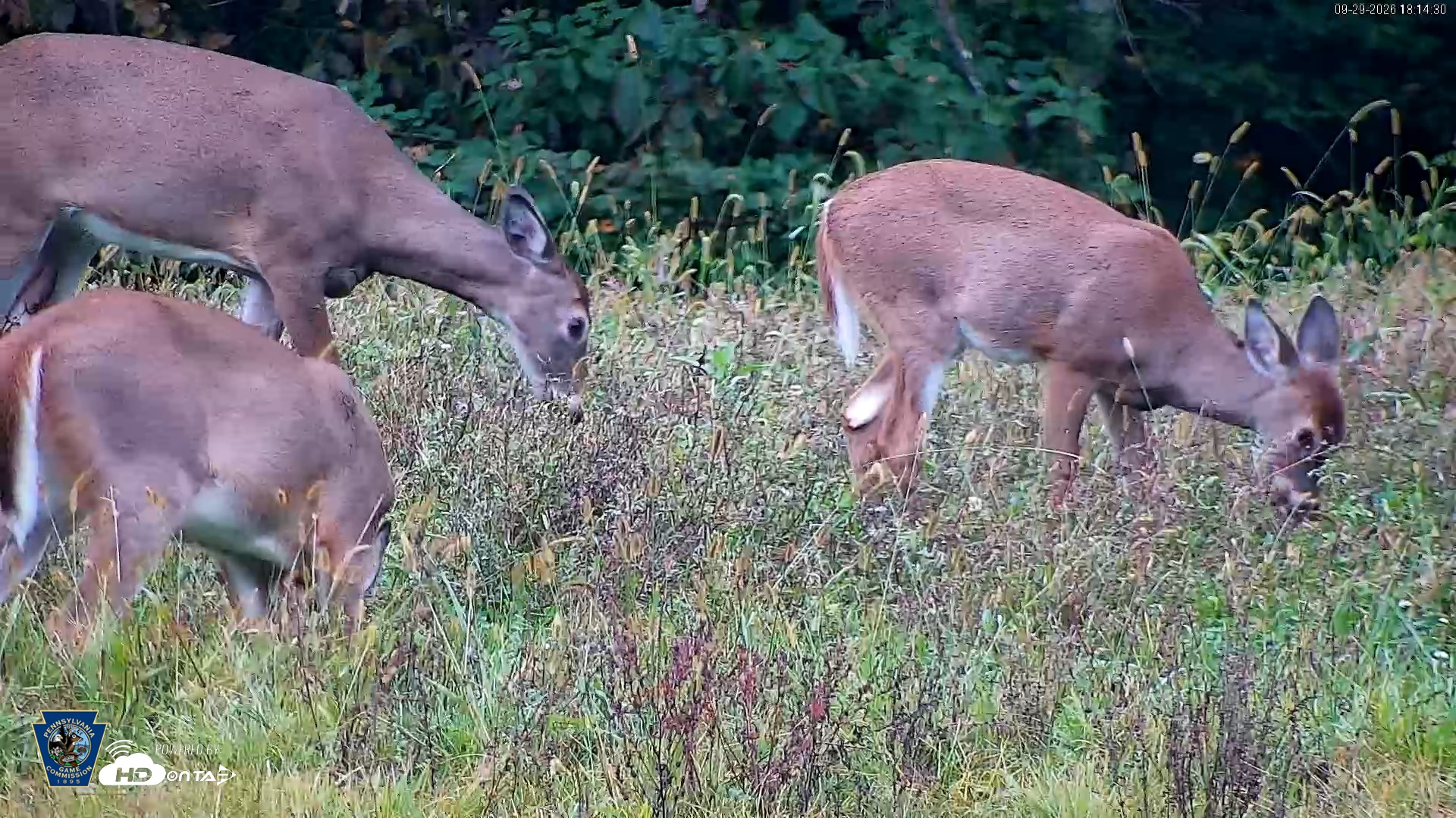 Snapshot of Pennsylvania Elk Live Webcam taken Sep 29, 2026, 6:15pm EDT