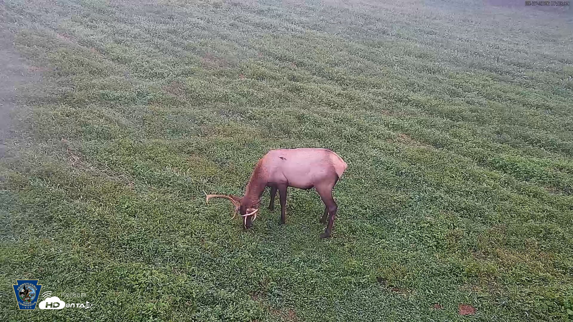 Snapshot of Pennsylvania Elk Live Webcam taken Sep 7, 2026, 7:04am EDT
