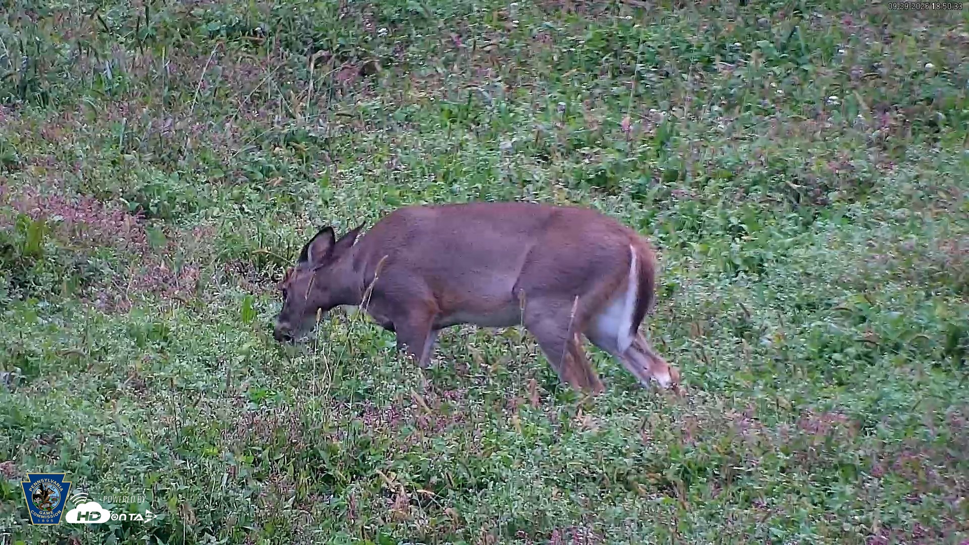 Snapshot of Pennsylvania Elk Live Webcam taken Sep 29, 2026, 6:51pm EDT