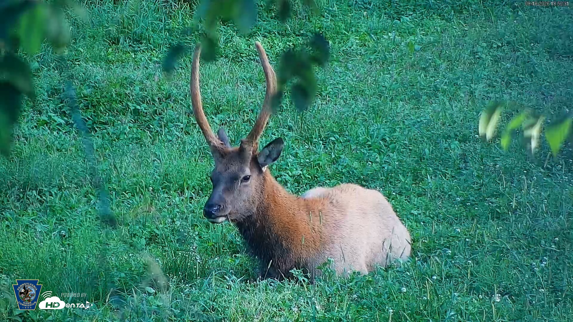 Snapshot of Pennsylvania Elk Live Webcam taken Aug 18, 2026, 6:53pm EDT