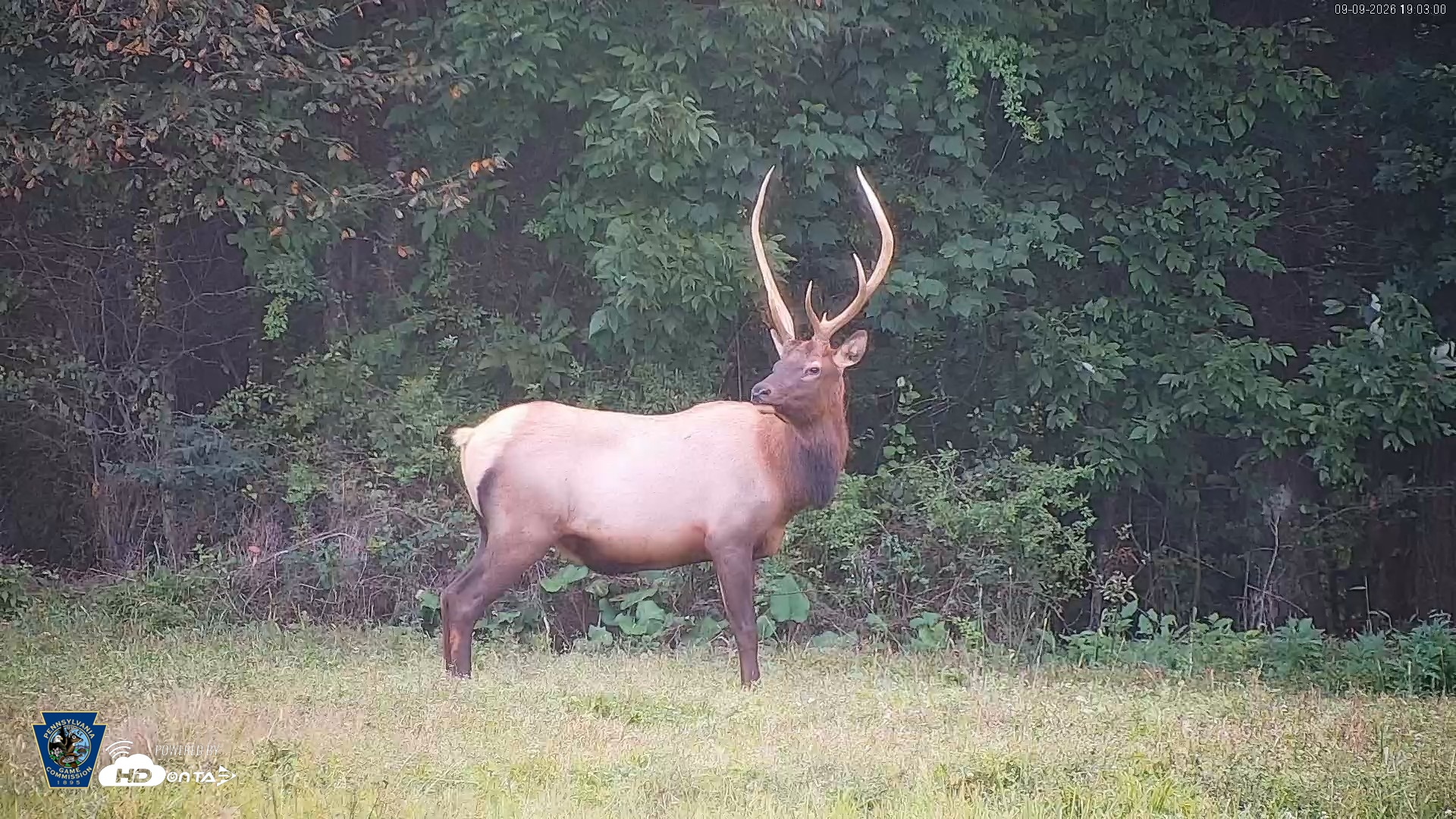 Snapshot of Pennsylvania Elk Live Webcam taken Sep 9, 2026, 7:03pm EDT