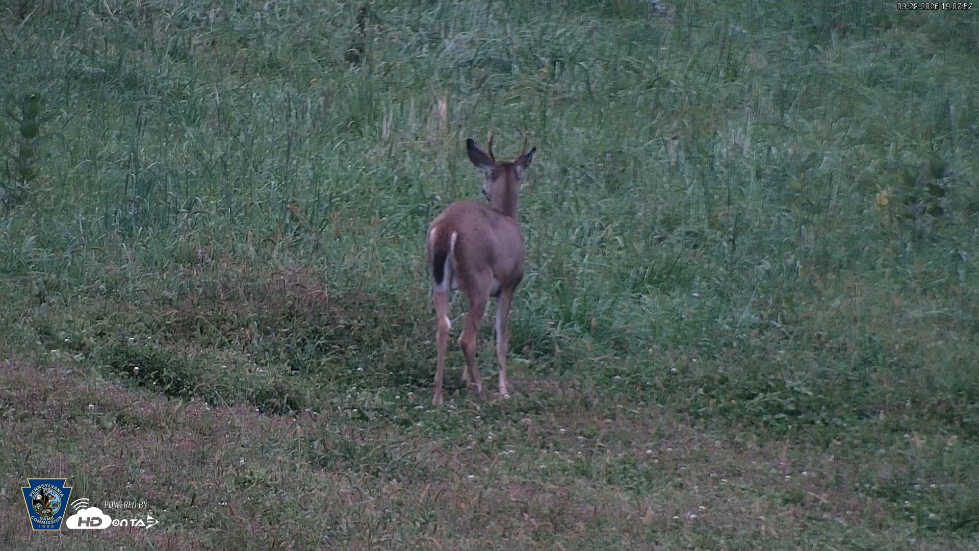 Snapshot of Pennsylvania Elk Live Webcam taken Sep 28, 2026, 7:08pm EDT
