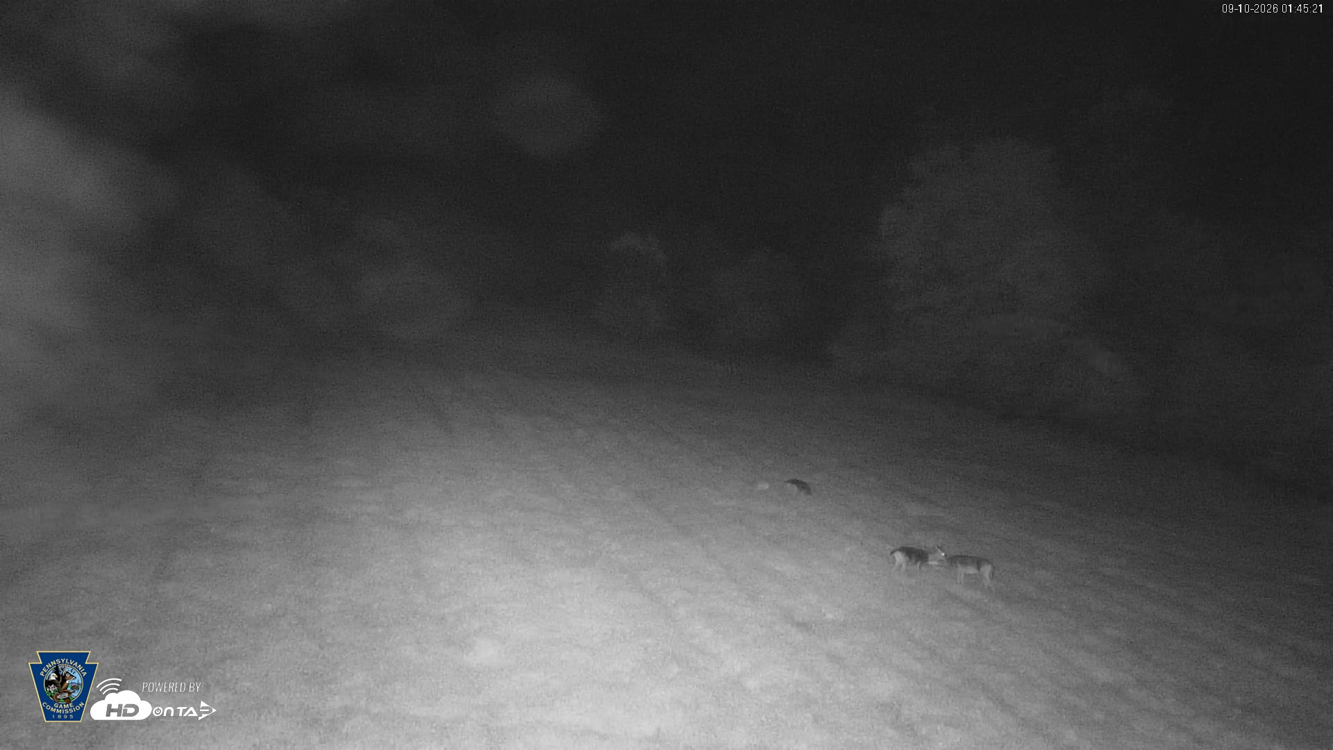 Snapshot of Pennsylvania Elk Live Webcam taken Sep 10, 2026, 1:46am EDT