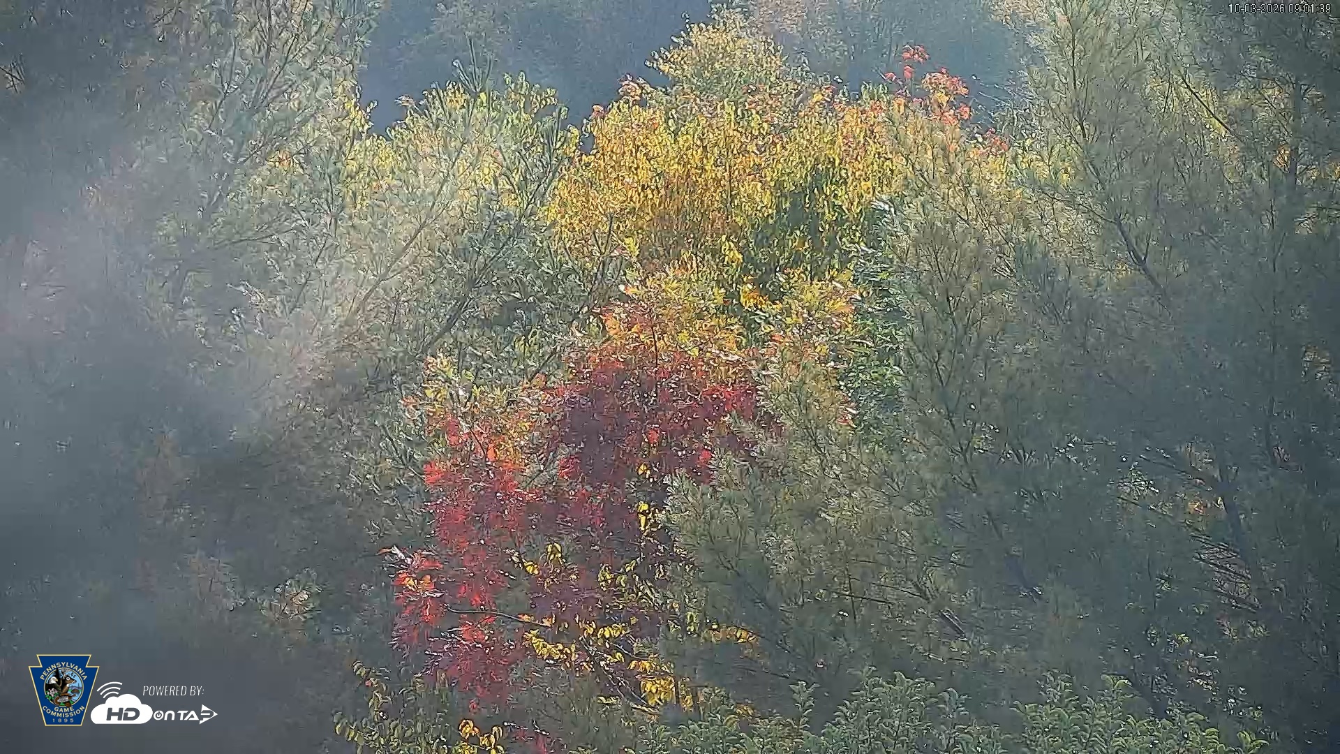 Snapshot of Pennsylvania Elk Live Webcam taken Oct 3, 2026, 9:02am EDT