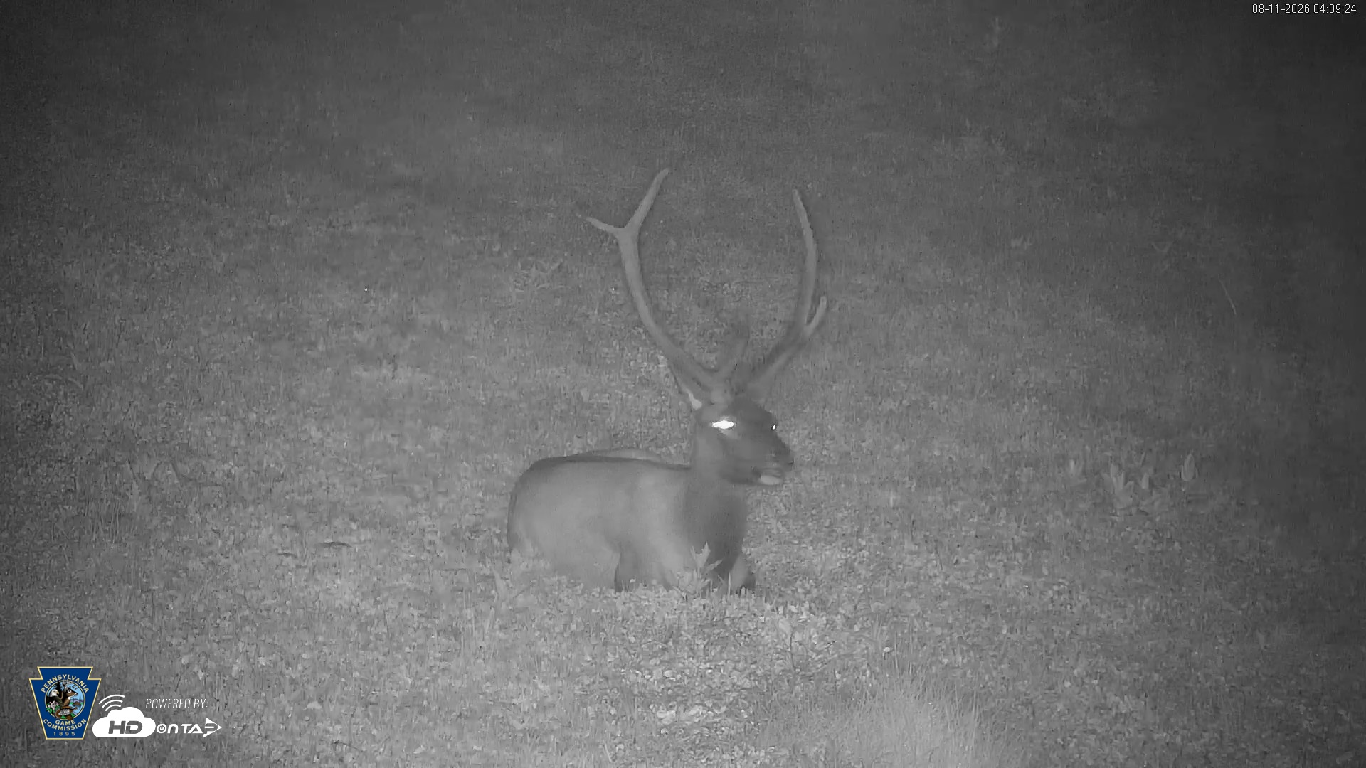 Snapshot of Pennsylvania Elk Live Webcam taken Aug 11, 2026, 4:10am EDT