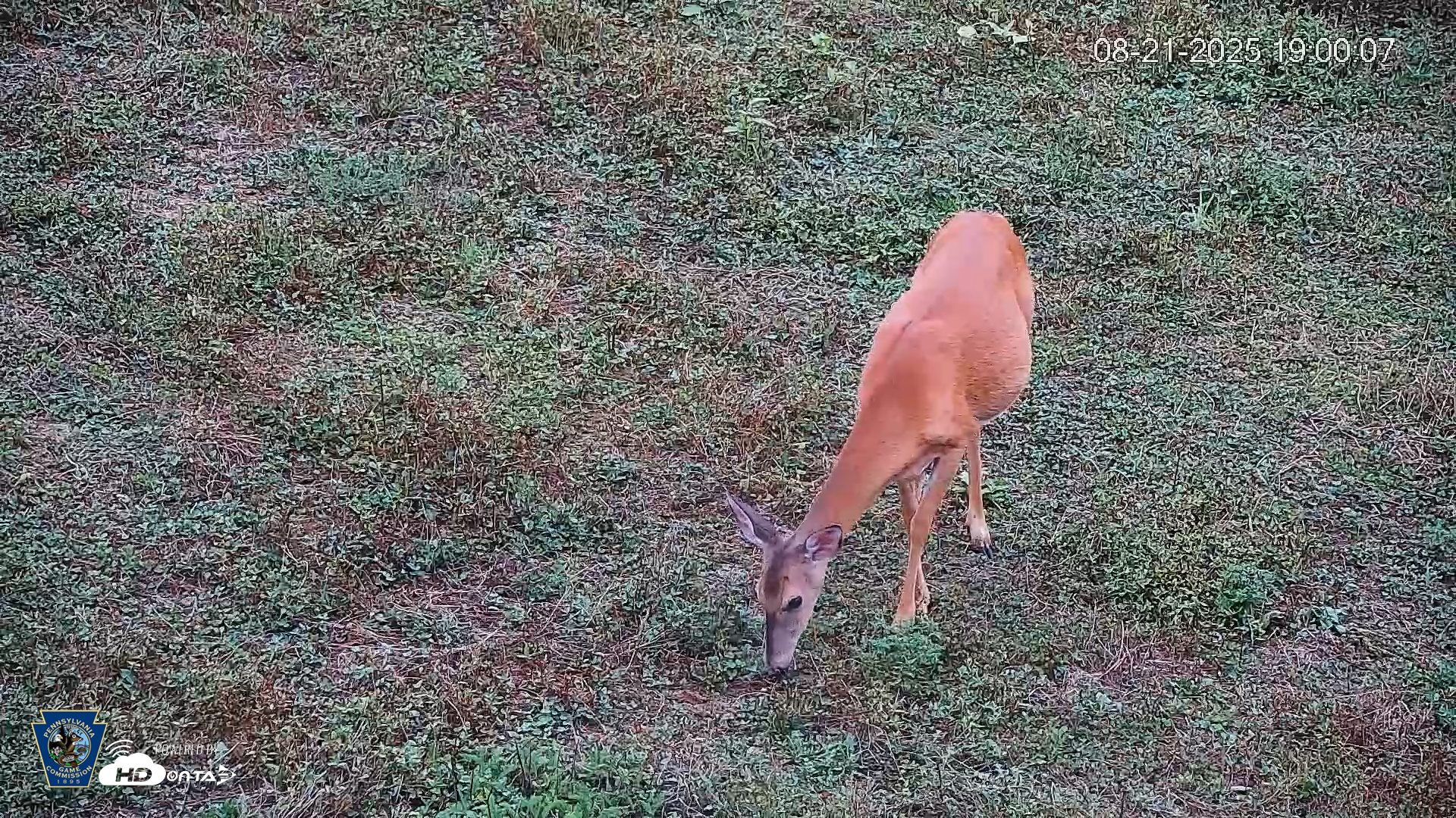 Snapshot of Pennsylvania Elk Live Webcam taken Aug 21, 2025, 7:00pm EDT