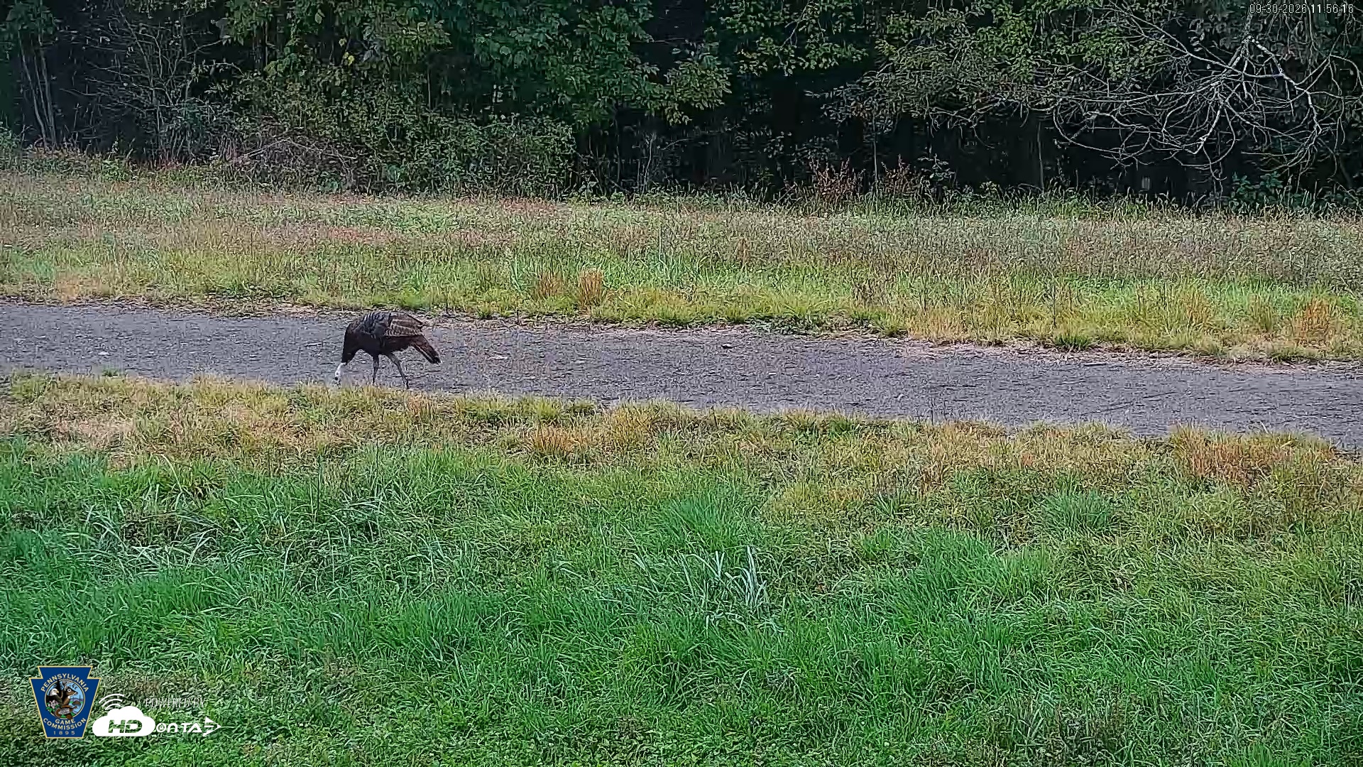 Snapshot of Pennsylvania Elk Live Webcam taken Sep 30, 2026, 11:57am EDT