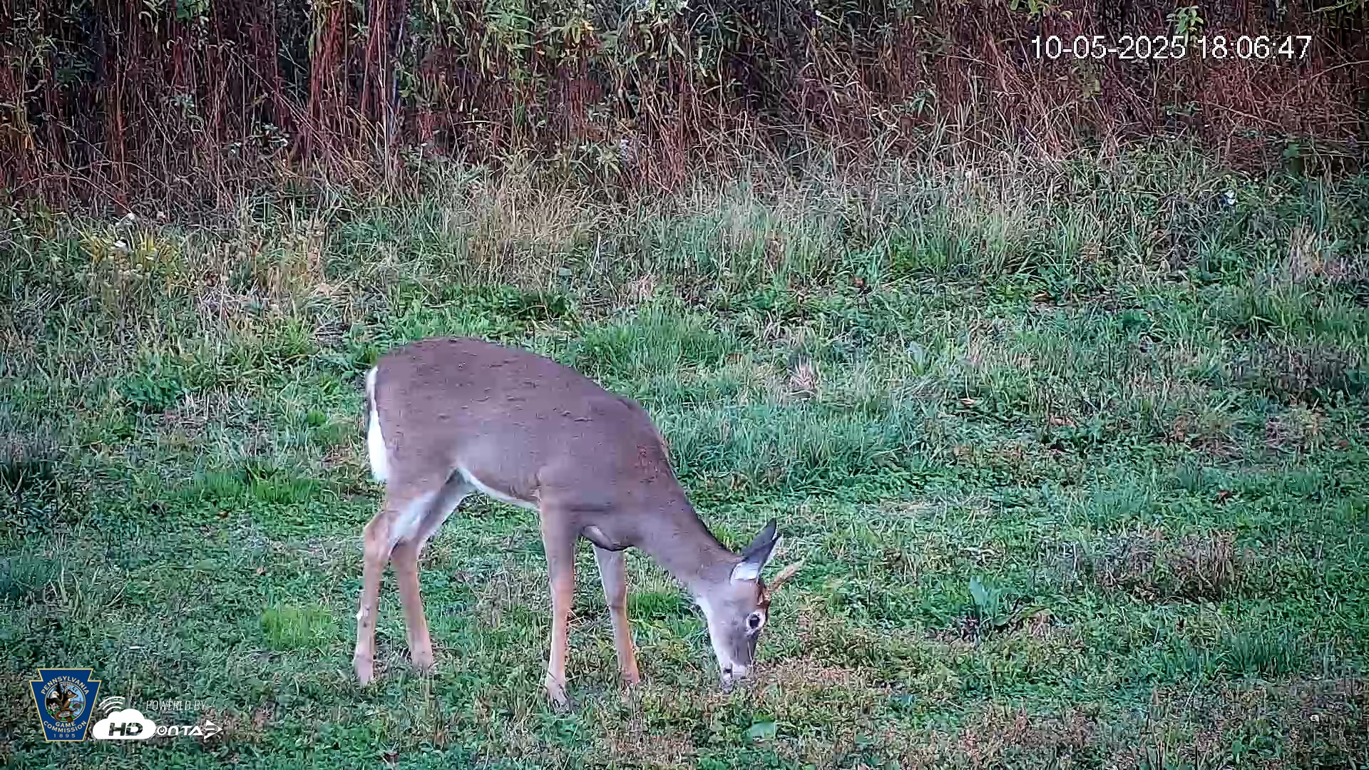 Snapshot of Pennsylvania Elk Live Webcam taken Oct 5, 2025, 6:07pm EDT