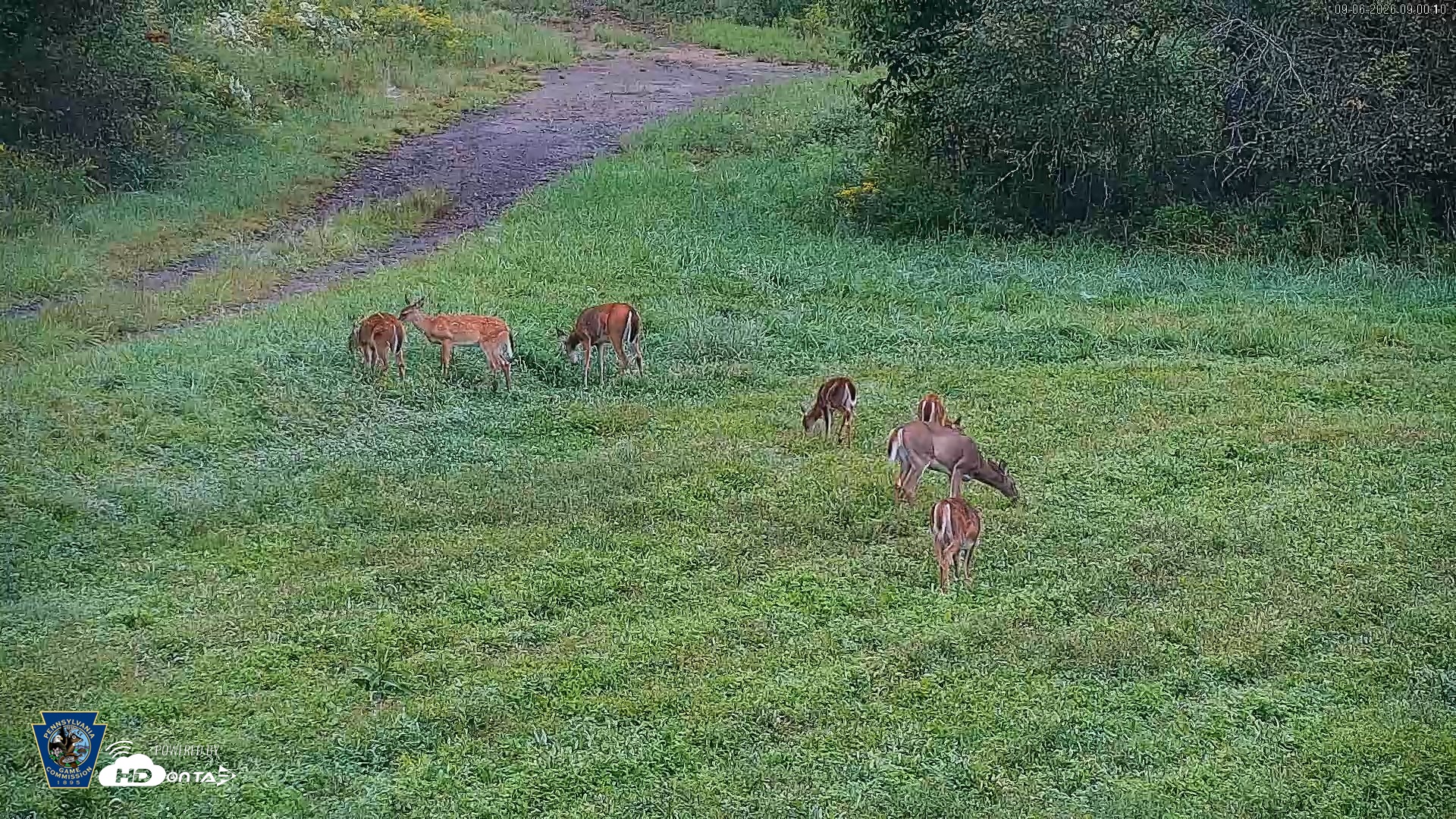Snapshot of Pennsylvania Elk Live Webcam taken Sep 6, 2026, 9:00am EDT