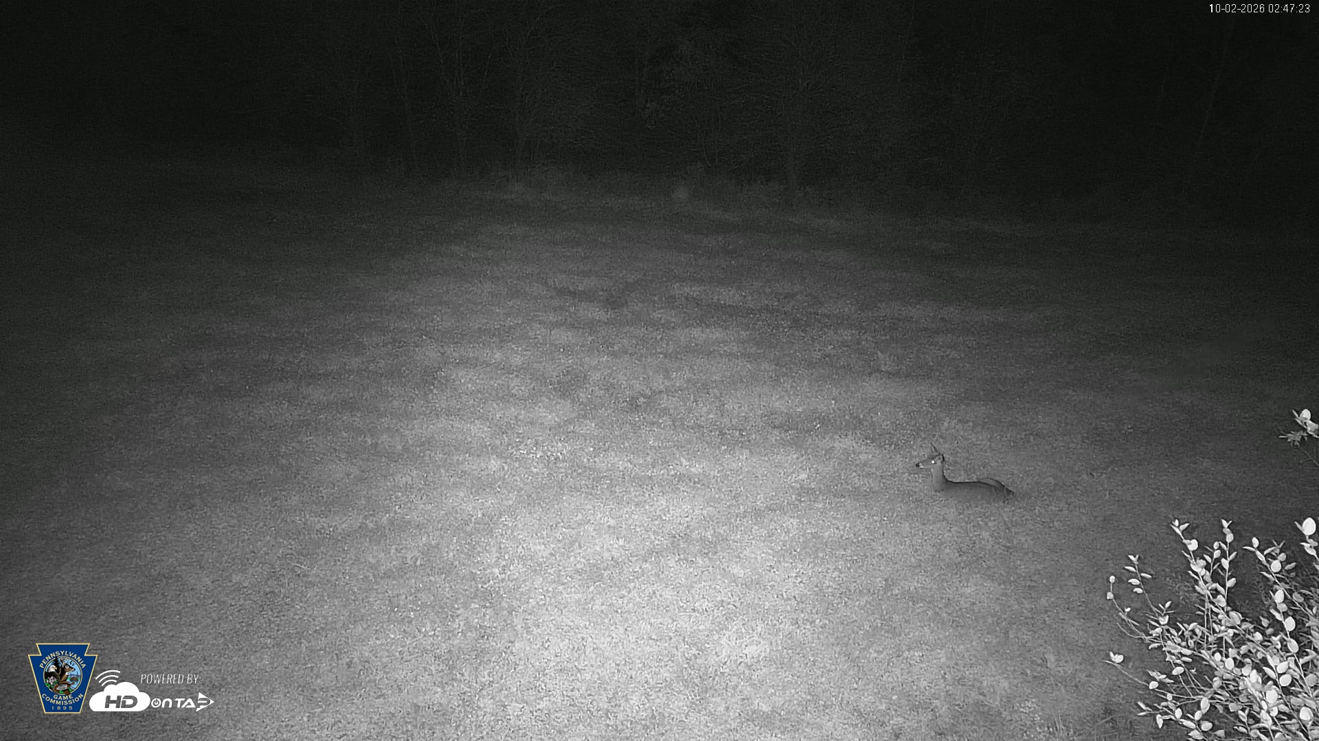 Snapshot of Pennsylvania Elk Live Webcam taken Oct 2, 2026, 2:48am EDT