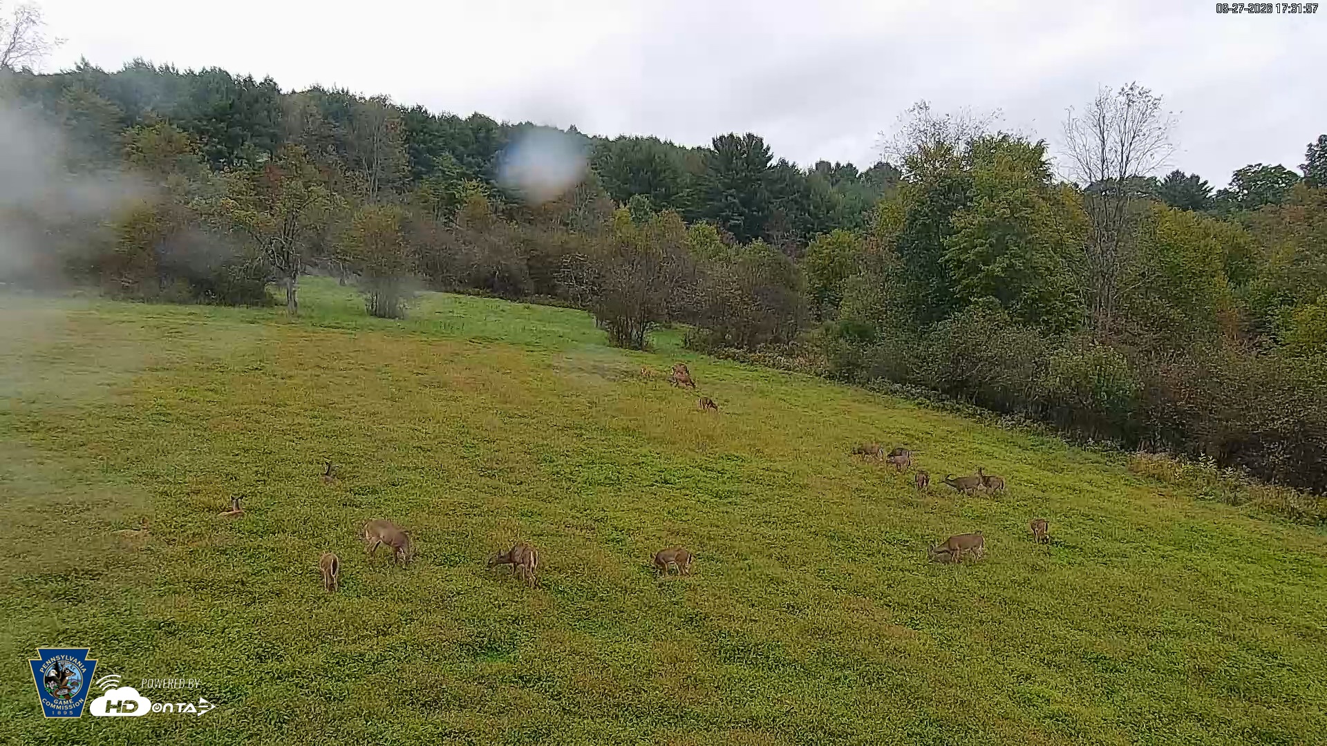 Snapshot of Pennsylvania Elk Live Webcam taken Sep 27, 2026, 5:32pm EDT