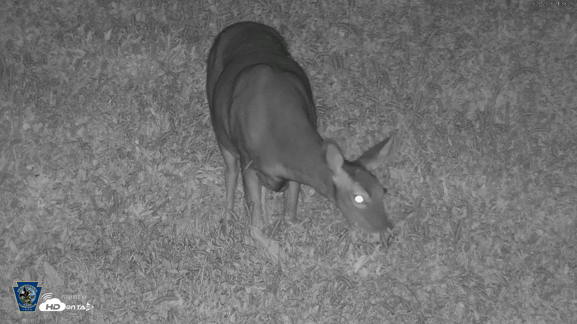 Snapshot of Pennsylvania Elk Live Webcam taken Sep 26, 2026, 9:39pm EDT