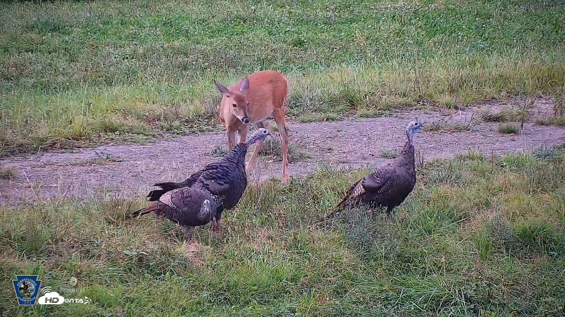 Snapshot of Pennsylvania Elk Live Webcam taken Sep 8, 2026, 6:36pm EDT