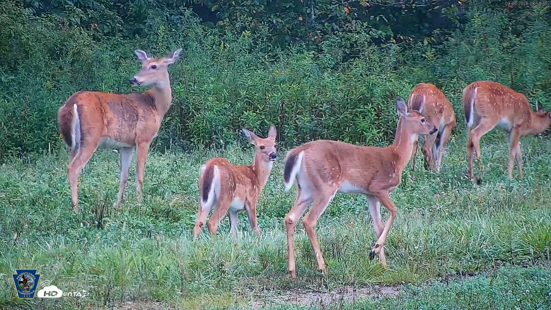 Snapshot of Pennsylvania Elk Live Webcam taken Sep 6, 2026, 8:55am EDT