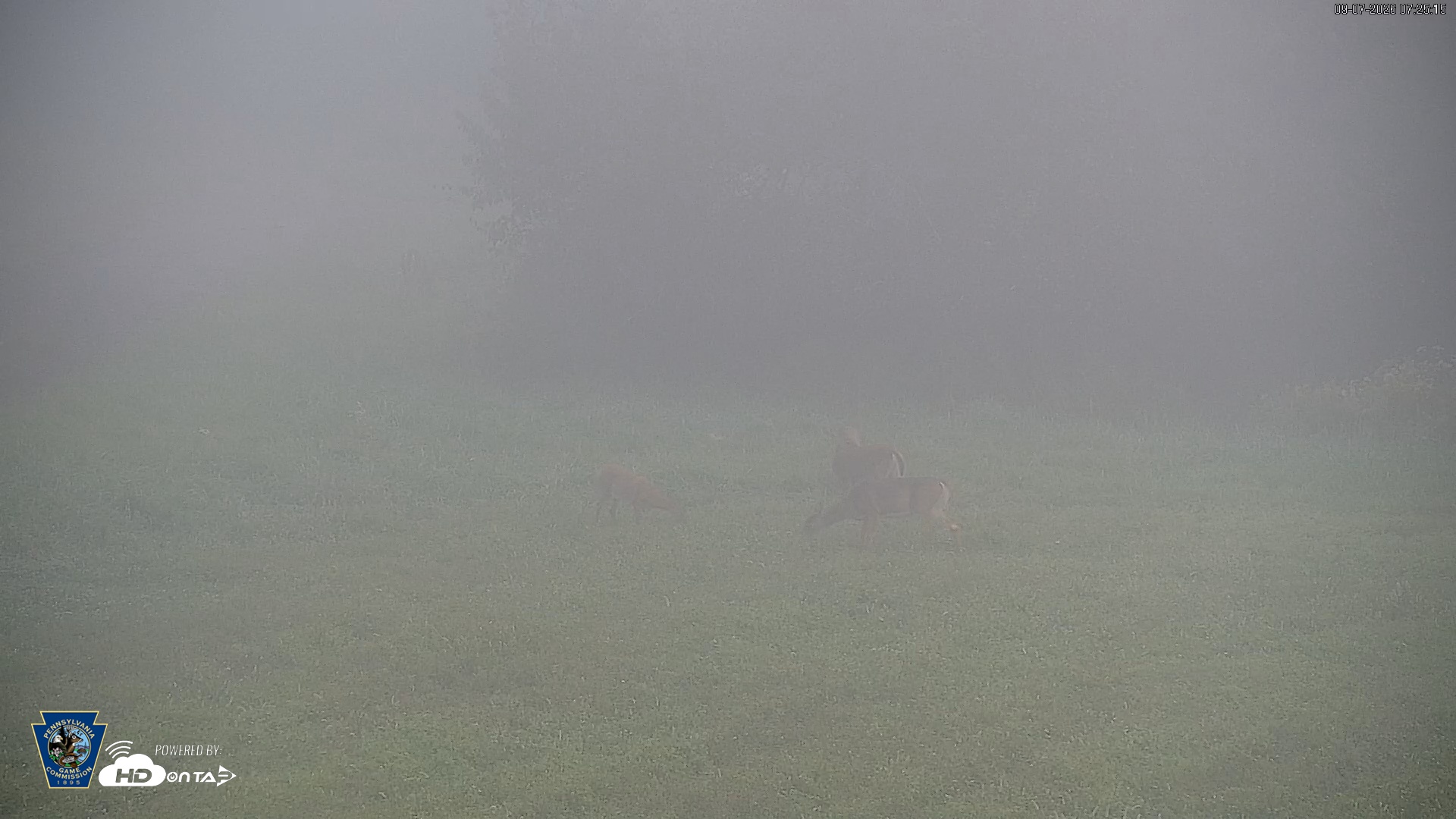 Snapshot of Pennsylvania Elk Live Webcam taken Sep 7, 2026, 7:26am EDT