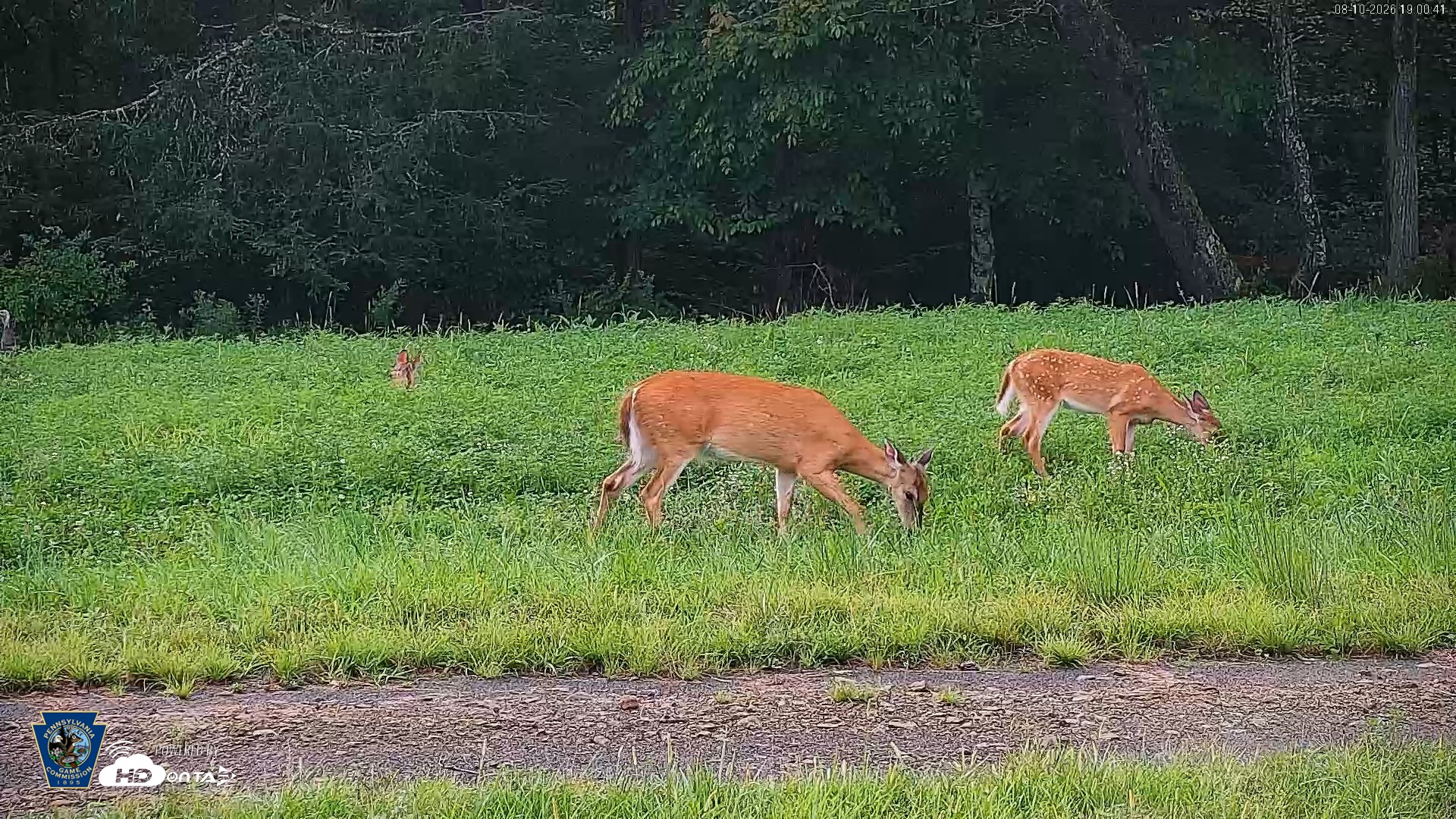 Snapshot of Pennsylvania Elk Live Webcam taken Aug 10, 2026, 7:01pm EDT