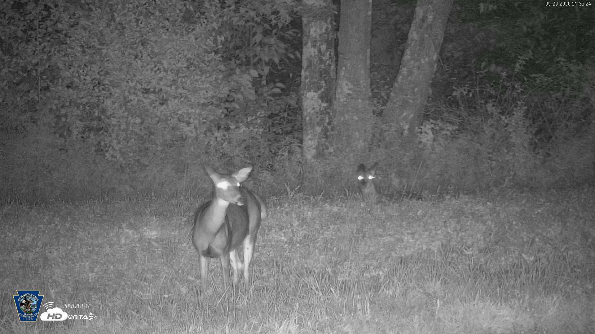 Snapshot of Pennsylvania Elk Live Webcam taken Sep 26, 2026, 9:36pm EDT