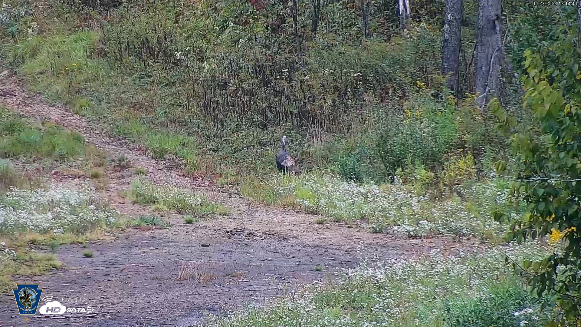 Snapshot of Pennsylvania Elk Live Webcam taken Sep 28, 2026, 1:15pm EDT