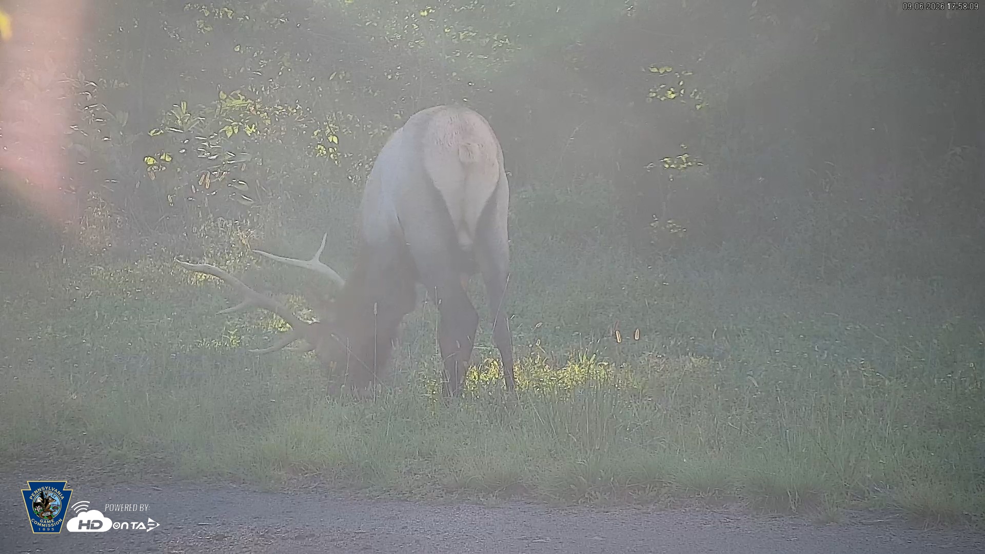 Snapshot of Pennsylvania Elk Live Webcam taken Sep 6, 2026, 5:58pm EDT