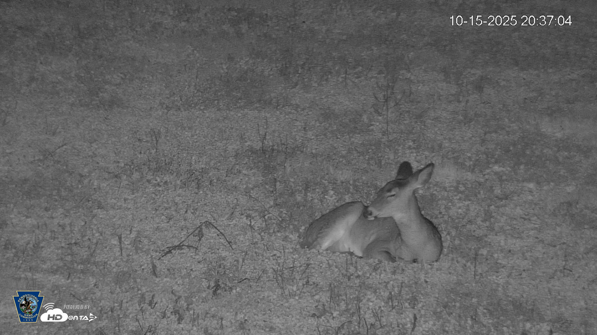 Snapshot of Pennsylvania Elk Live Webcam taken Oct 15, 2025, 8:37pm EDT