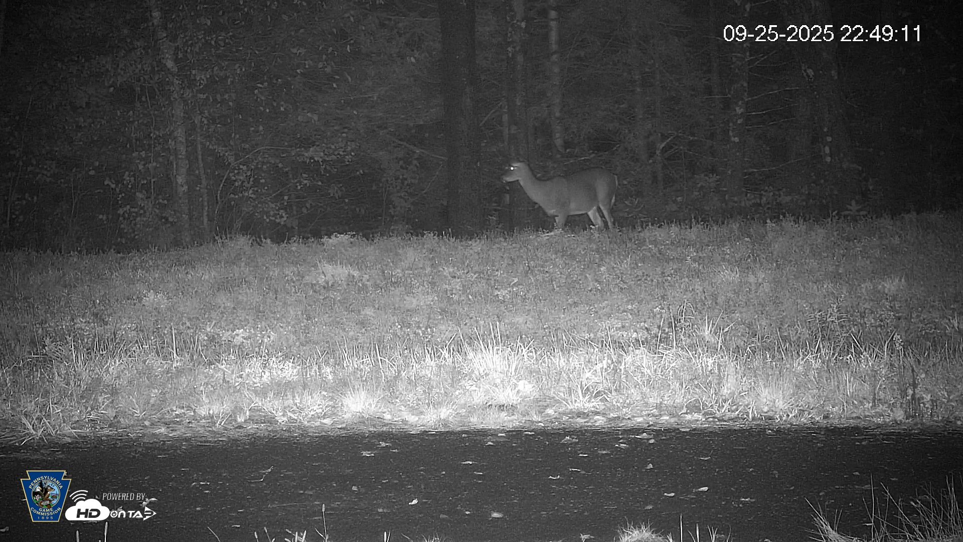 Snapshot of Pennsylvania Elk Live Webcam taken Sep 25, 2025, 10:50pm EDT