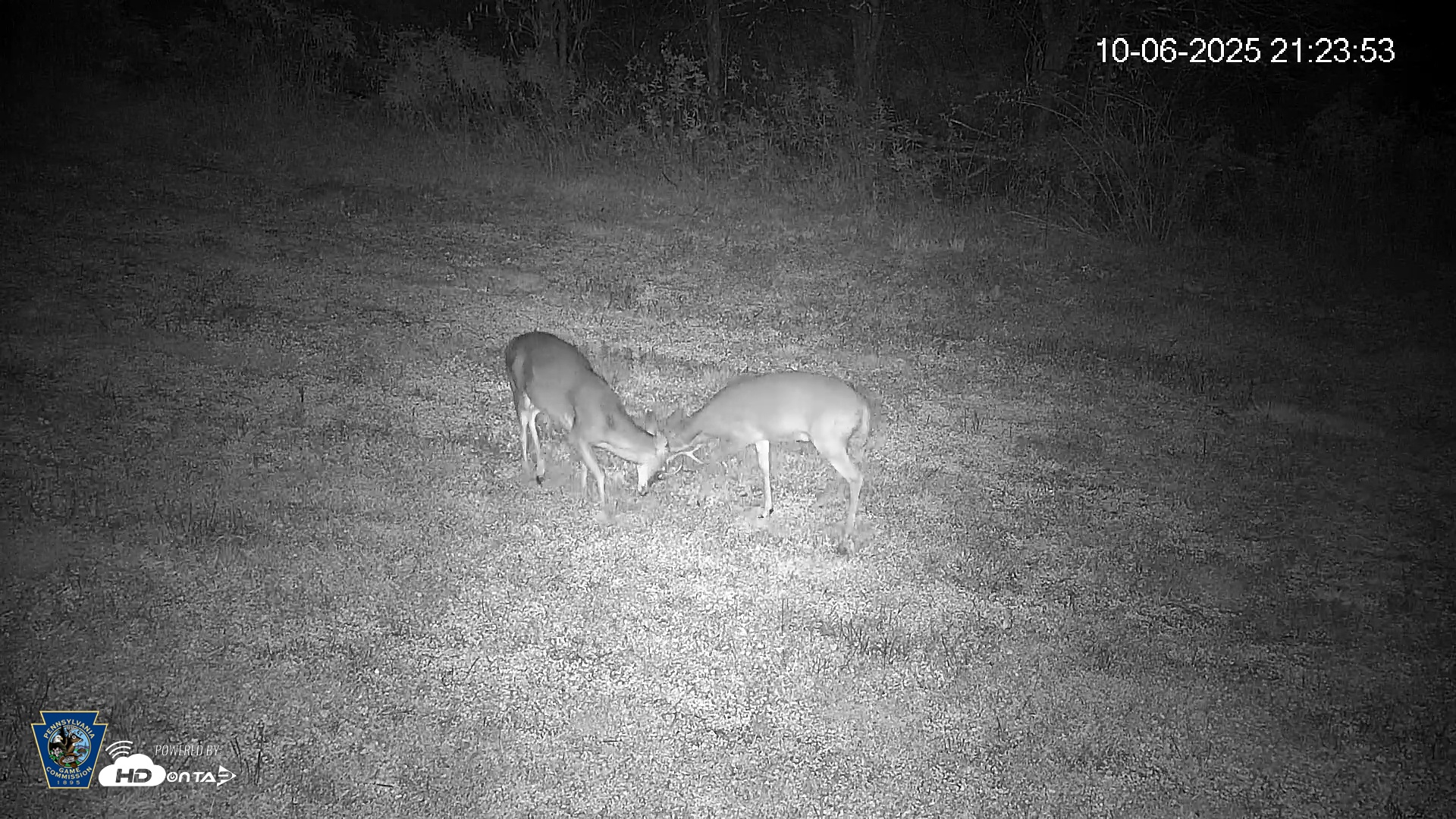 Snapshot of Pennsylvania Elk Live Webcam taken Oct 6, 2025, 9:24pm EDT