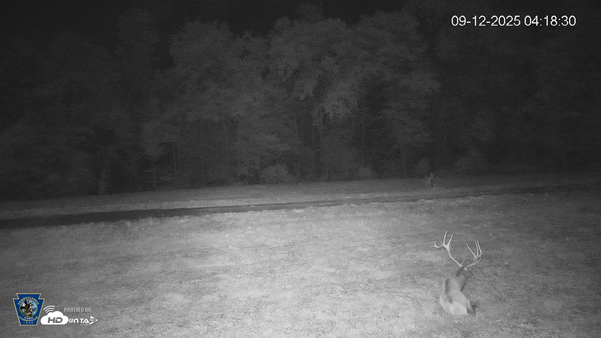 Snapshot of Pennsylvania Elk Live Webcam taken Sep 12, 2025, 4:19am EDT