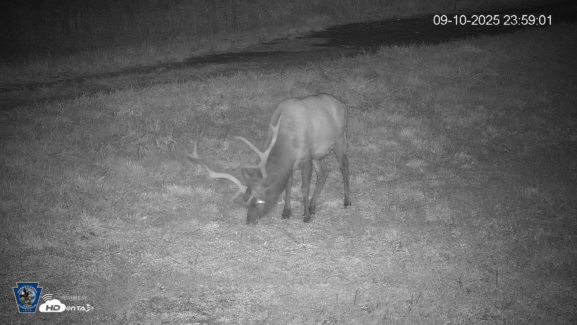 Snapshot of Pennsylvania Elk Live Webcam taken Sep 10, 2025, 11:59pm EDT