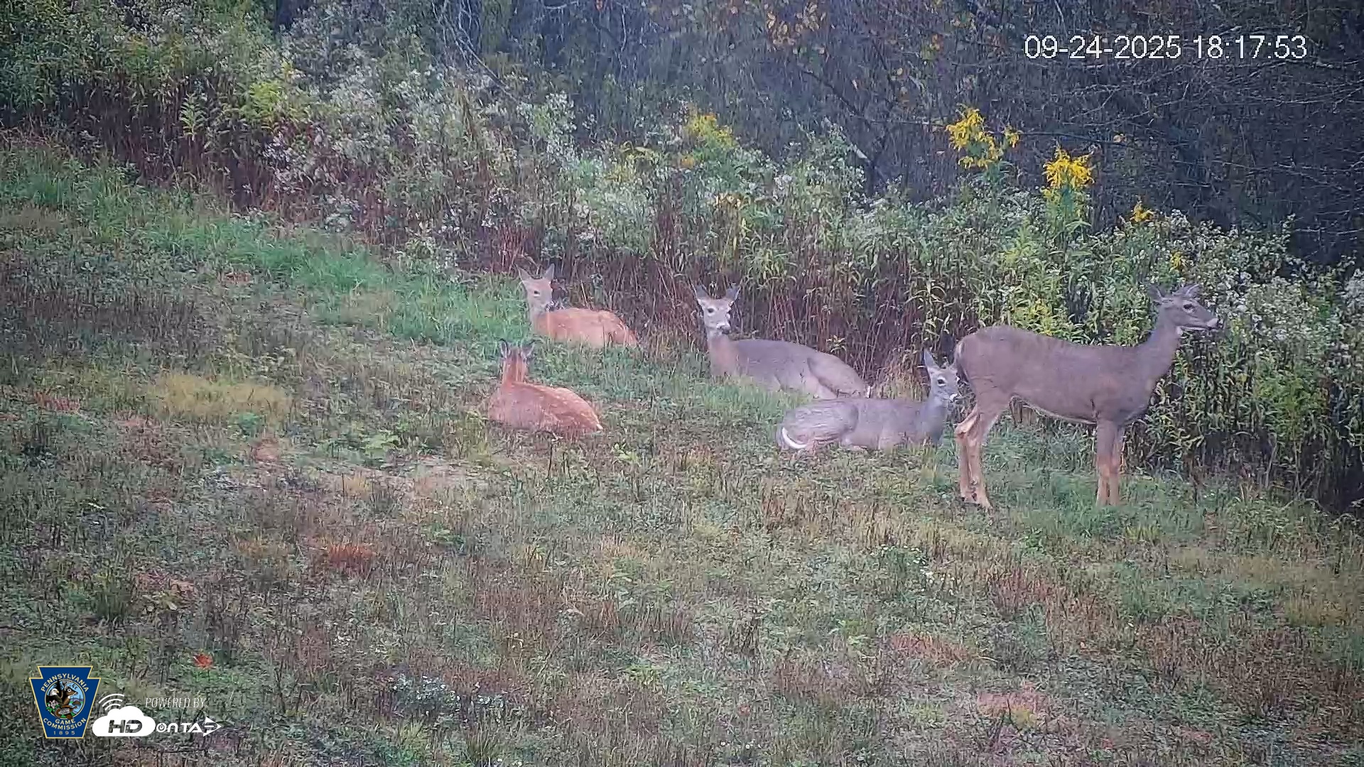 Snapshot of Pennsylvania Elk Live Webcam taken Sep 24, 2025, 6:18pm EDT