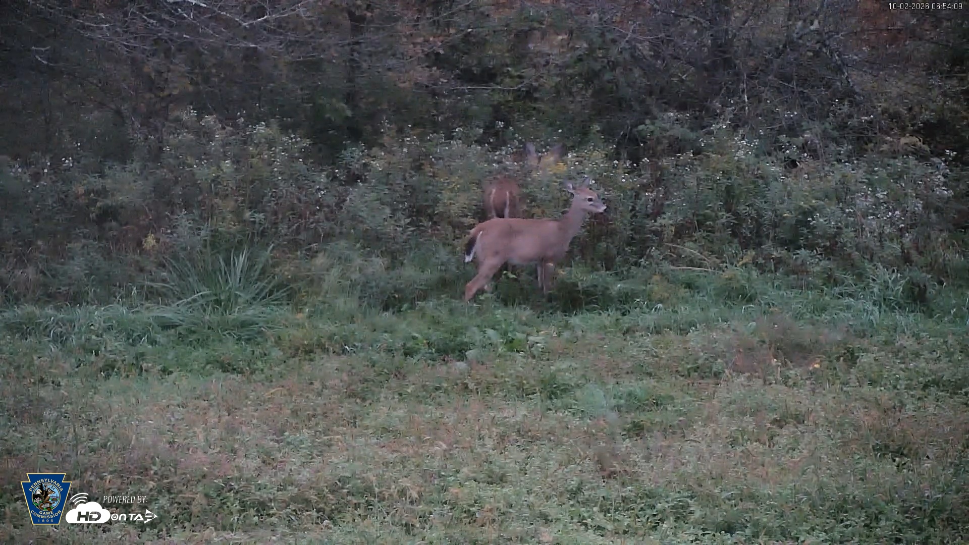 Snapshot of Pennsylvania Elk Live Webcam taken Oct 2, 2026, 6:55am EDT