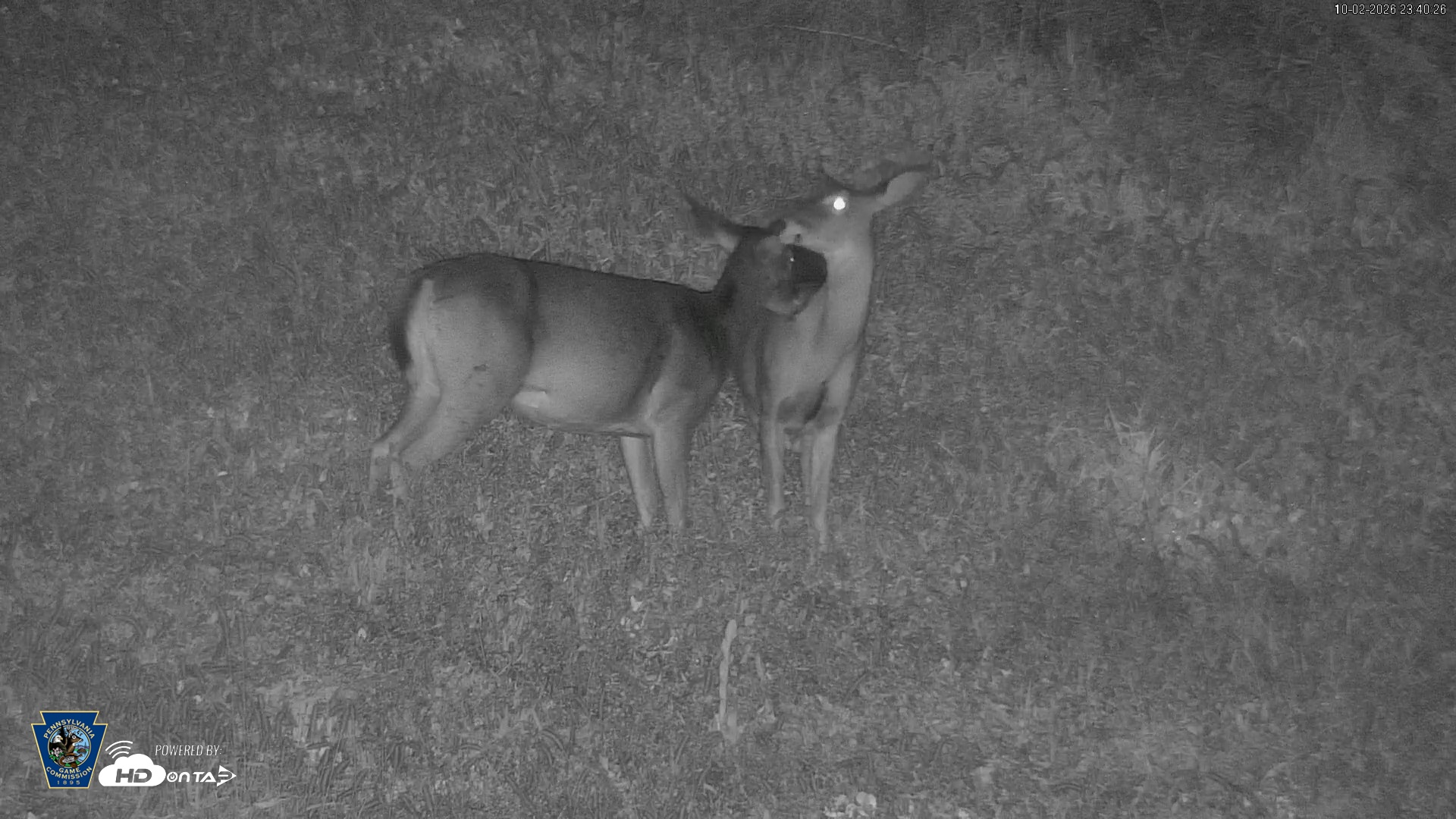 Snapshot of Pennsylvania Elk Live Webcam taken Oct 2, 2026, 11:41pm EDT
