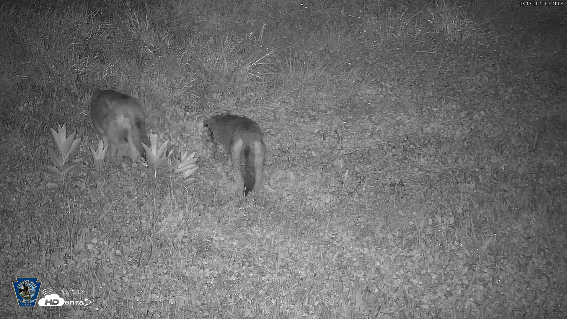 Snapshot of Pennsylvania Elk Live Webcam taken Aug 17, 2026, 3:23am EDT