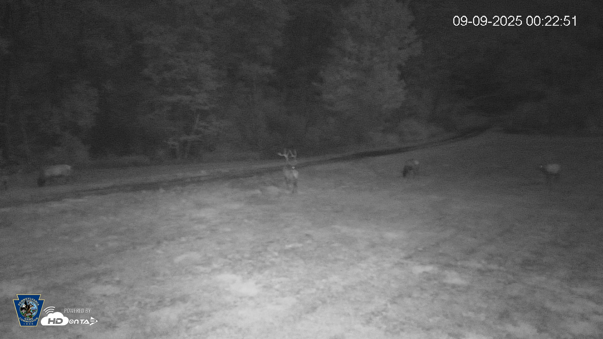 Snapshot of Pennsylvania Elk Live Webcam taken Sep 9, 2025, 12:23am EDT