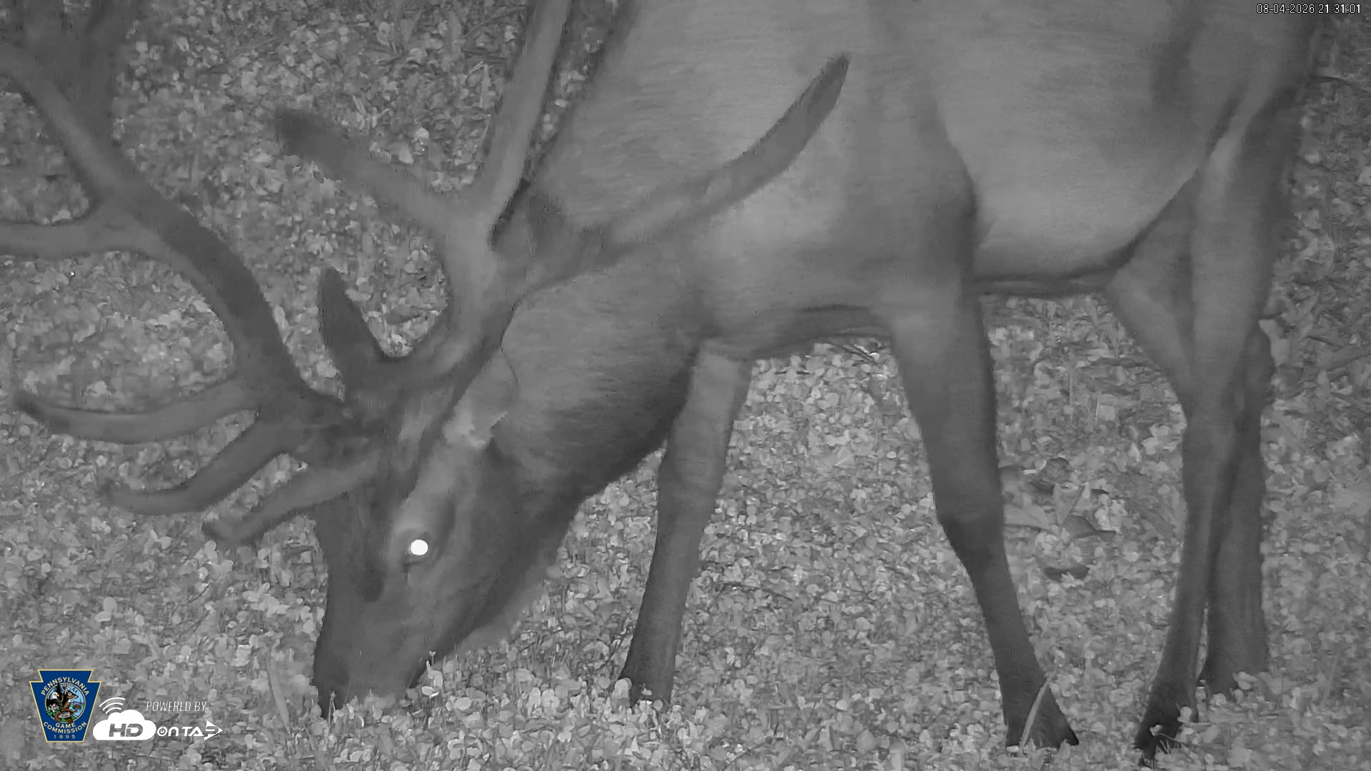 Snapshot of Pennsylvania Elk Live Webcam taken Aug 4, 2026, 9:31pm EDT
