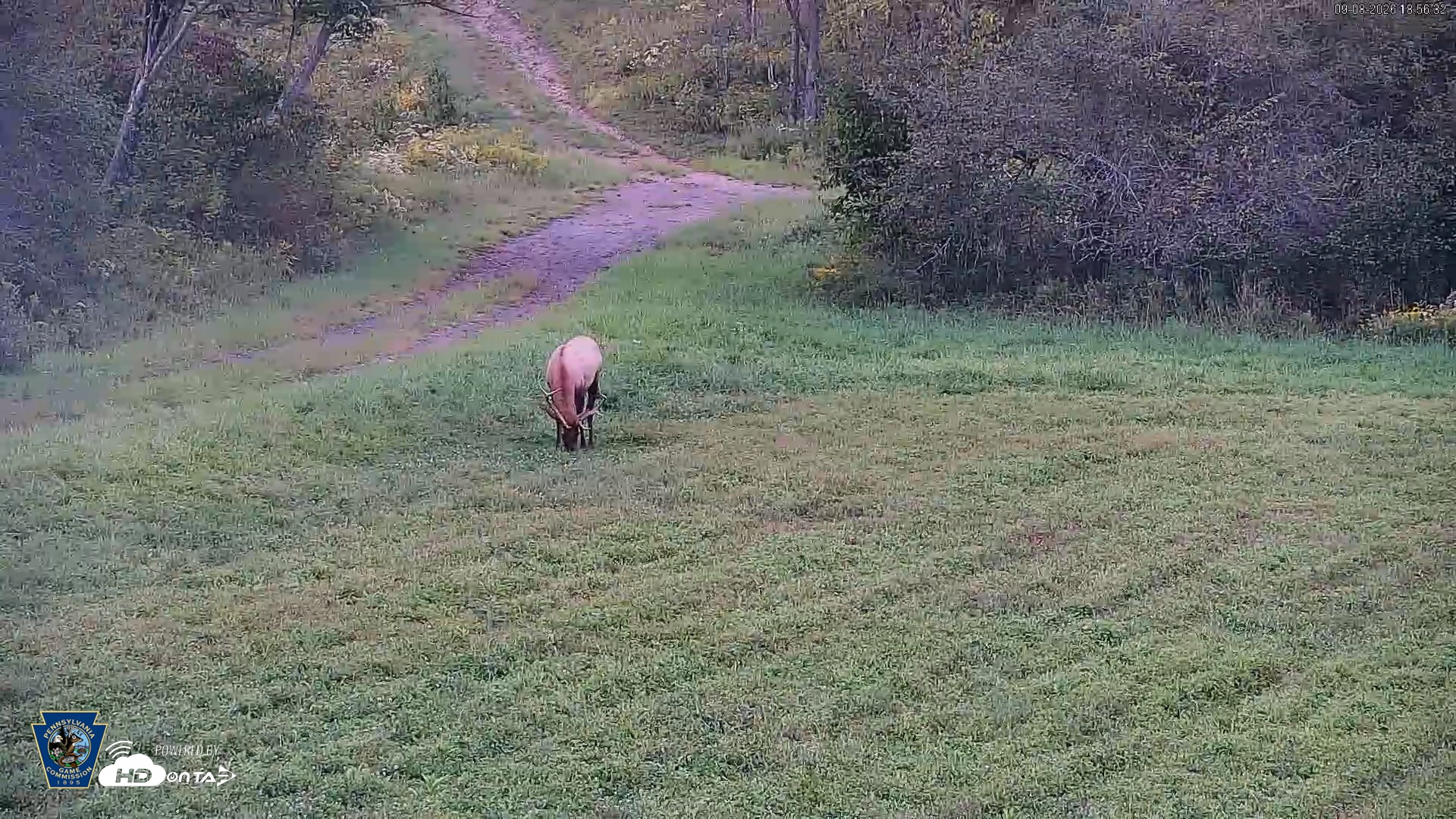Snapshot of Pennsylvania Elk Live Webcam taken Sep 8, 2026, 6:57pm EDT