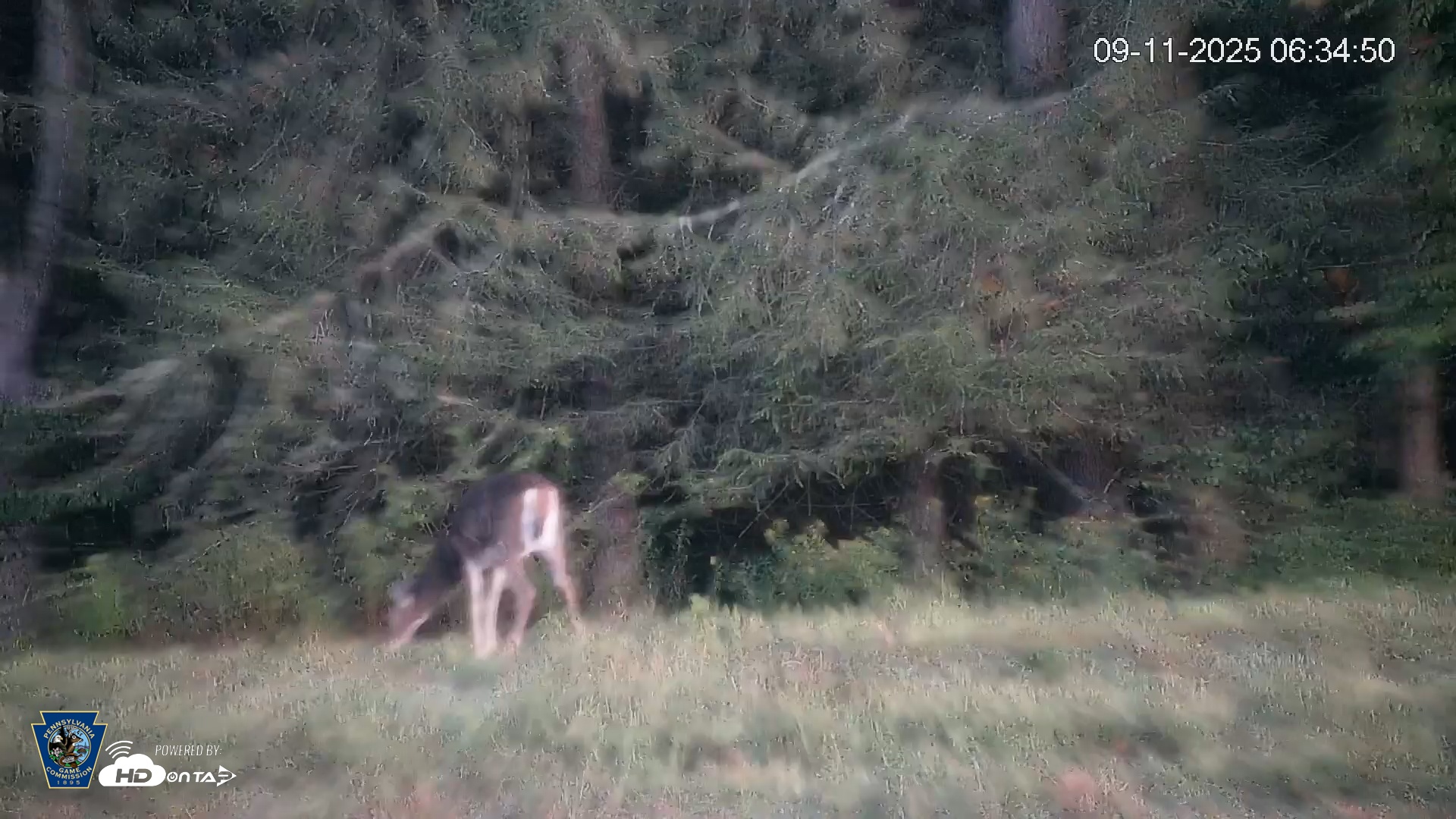 Snapshot of Pennsylvania Elk Live Webcam taken Sep 11, 2025, 6:35am EDT