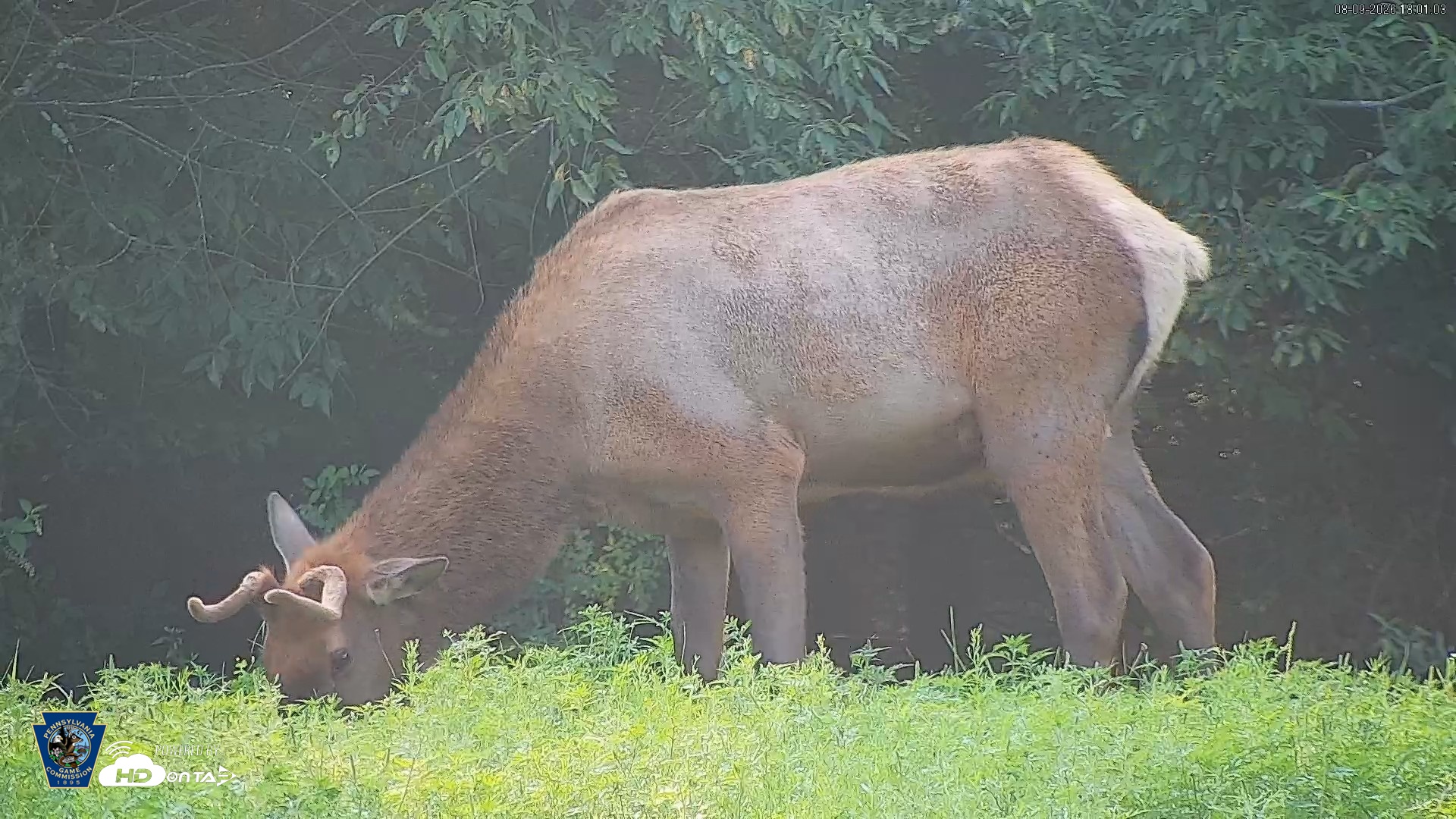 Snapshot of Pennsylvania Elk Live Webcam taken Aug 9, 2026, 6:01pm EDT