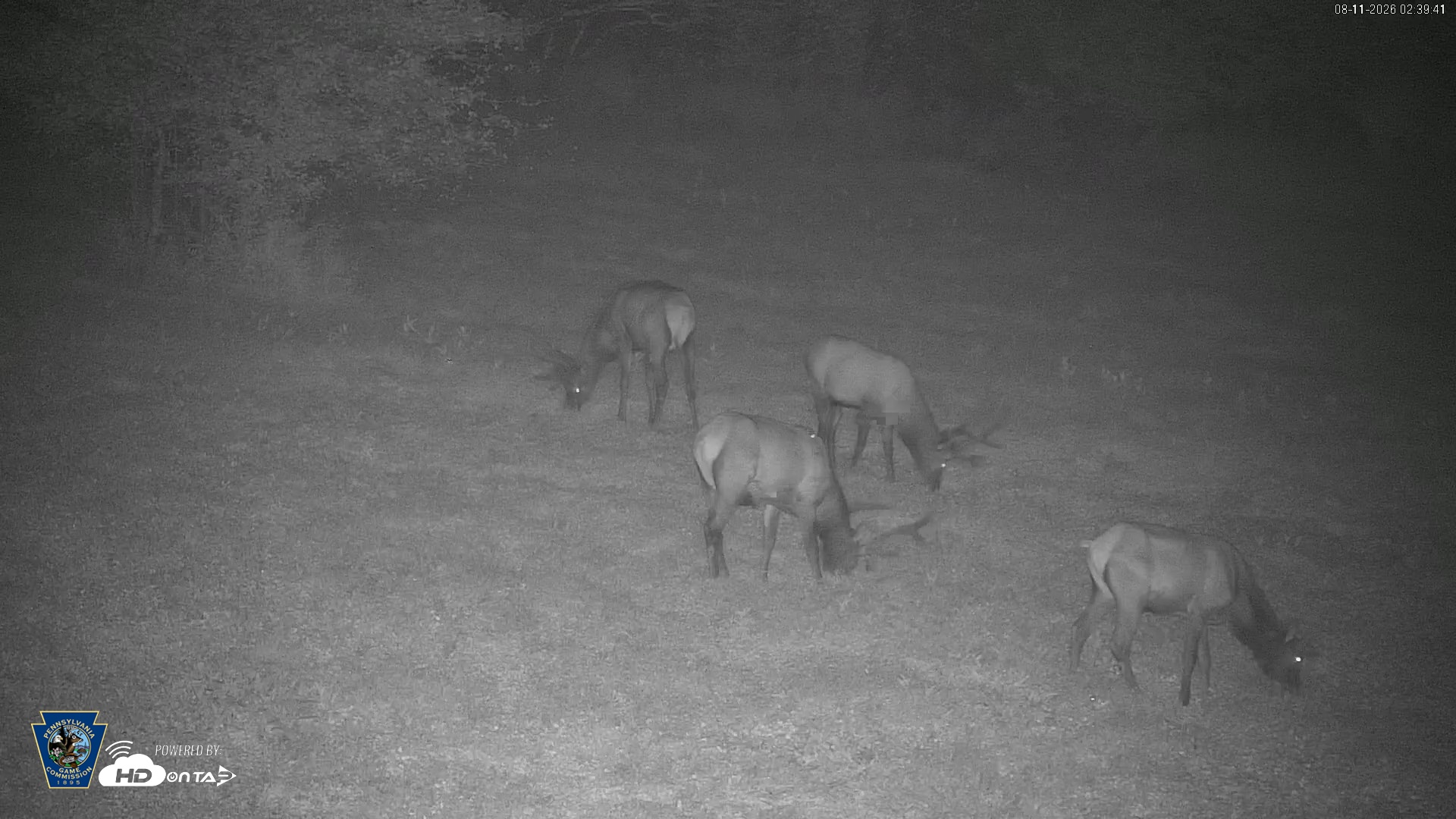 Snapshot of Pennsylvania Elk Live Webcam taken Aug 11, 2026, 2:40am EDT