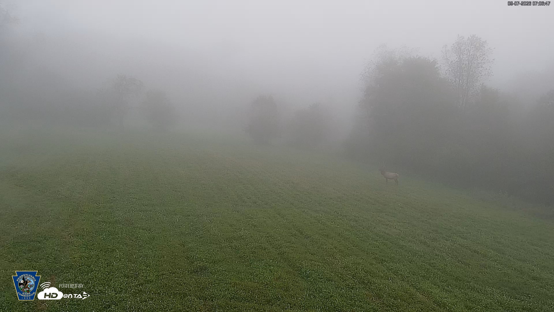 Snapshot of Pennsylvania Elk Live Webcam taken Sep 7, 2026, 7:07am EDT