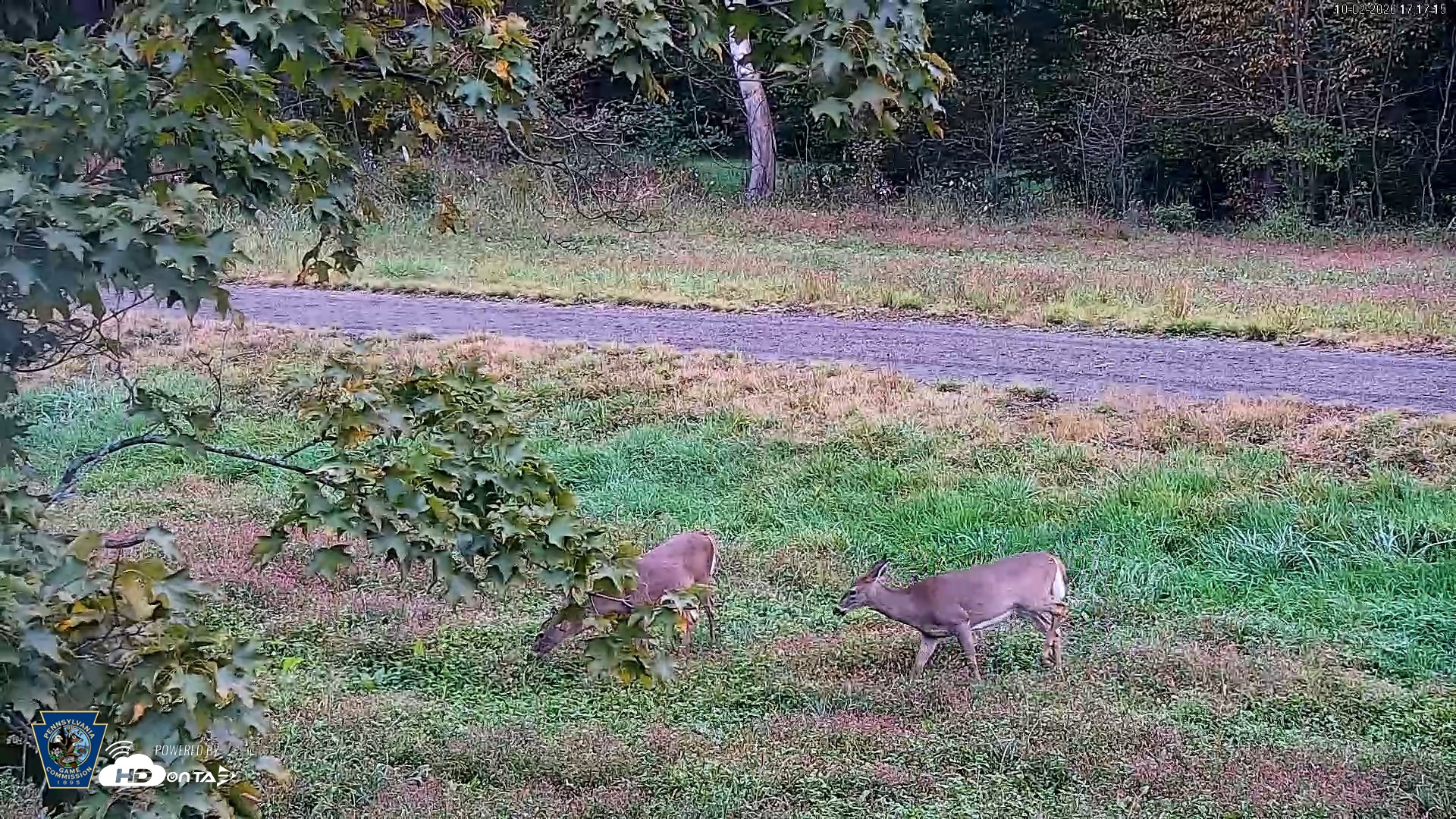 Snapshot of Pennsylvania Elk Live Webcam taken Oct 2, 2026, 5:18pm EDT