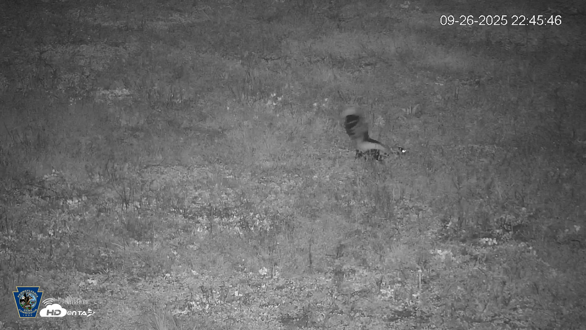 Snapshot of Pennsylvania Elk Live Webcam taken Sep 26, 2025, 10:46pm EDT