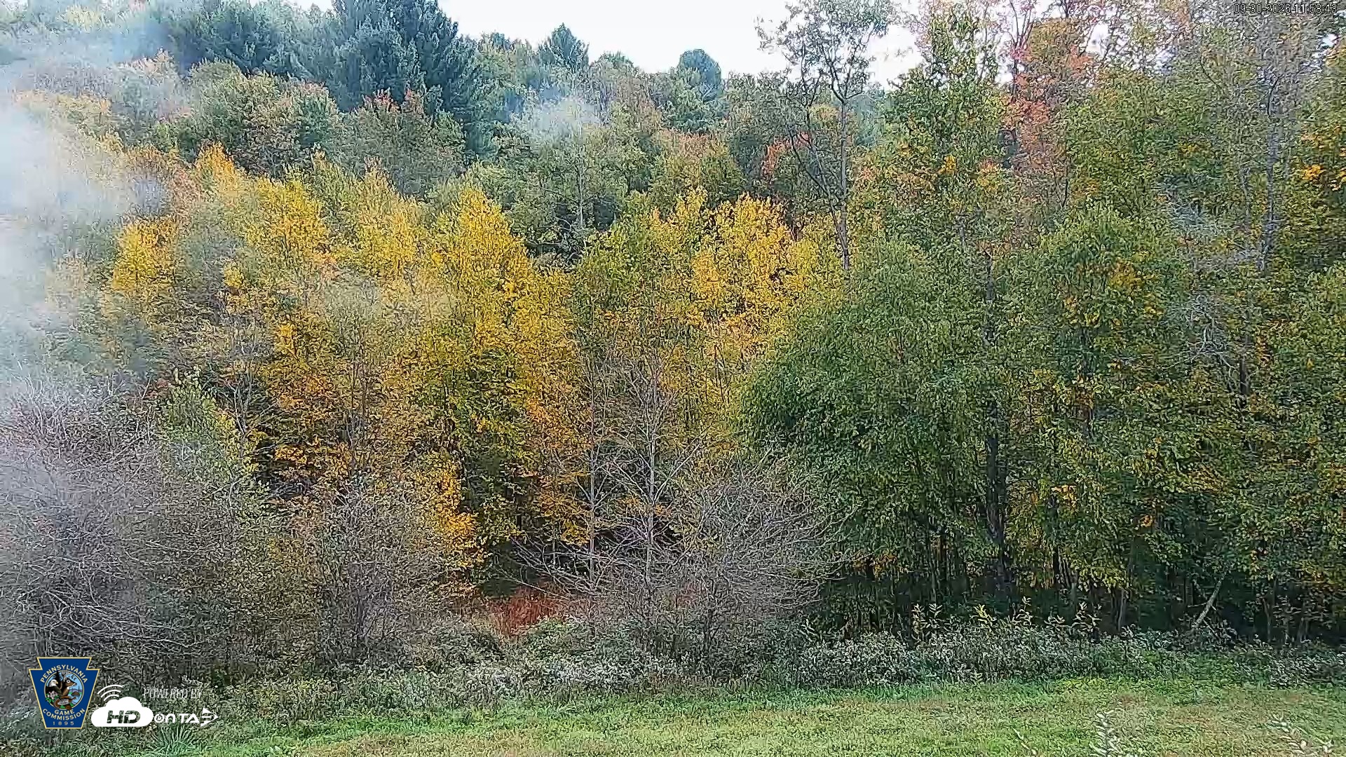 Snapshot of Pennsylvania Elk Live Webcam taken Sep 30, 2026, 11:59am EDT