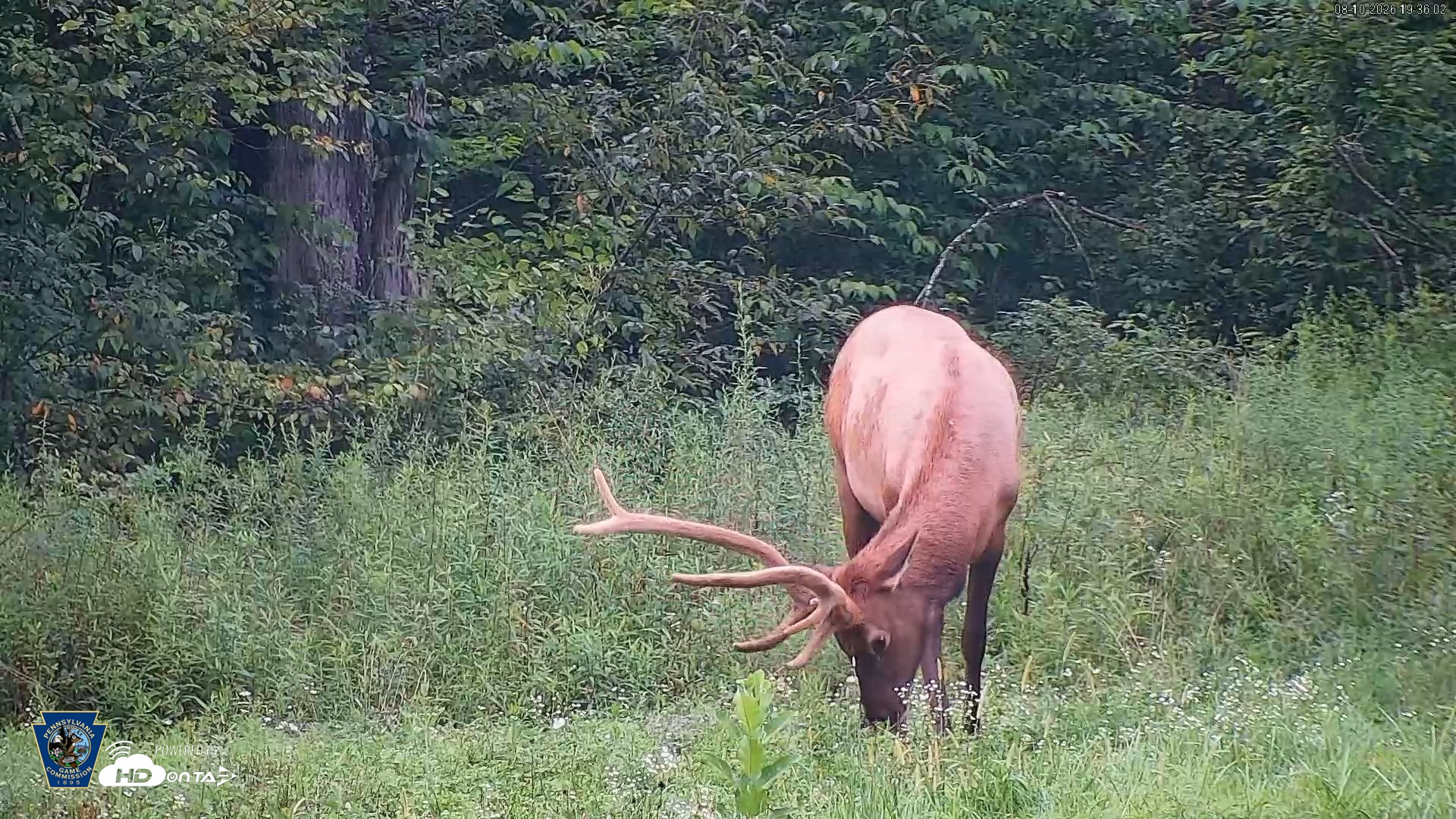 Snapshot of Pennsylvania Elk Live Webcam taken Aug 10, 2026, 7:36pm EDT