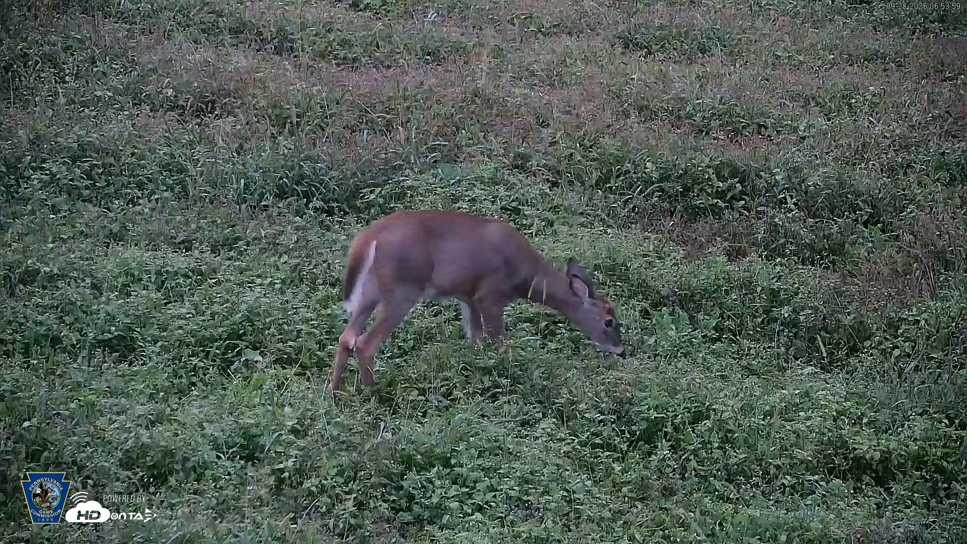 Snapshot of Pennsylvania Elk Live Webcam taken Sep 28, 2026, 6:54am EDT