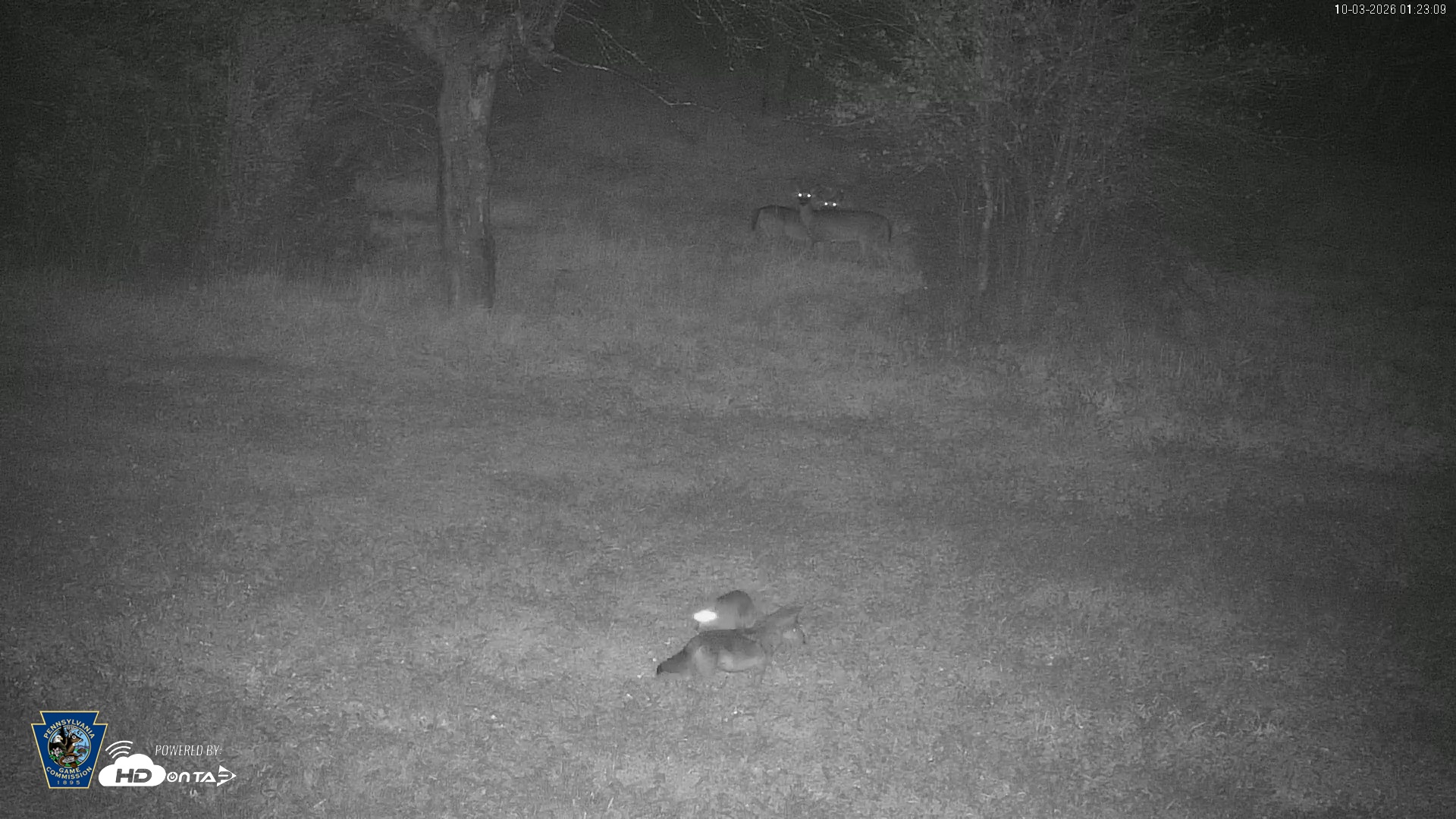 Snapshot of Pennsylvania Elk Live Webcam taken Oct 3, 2026, 1:23am EDT