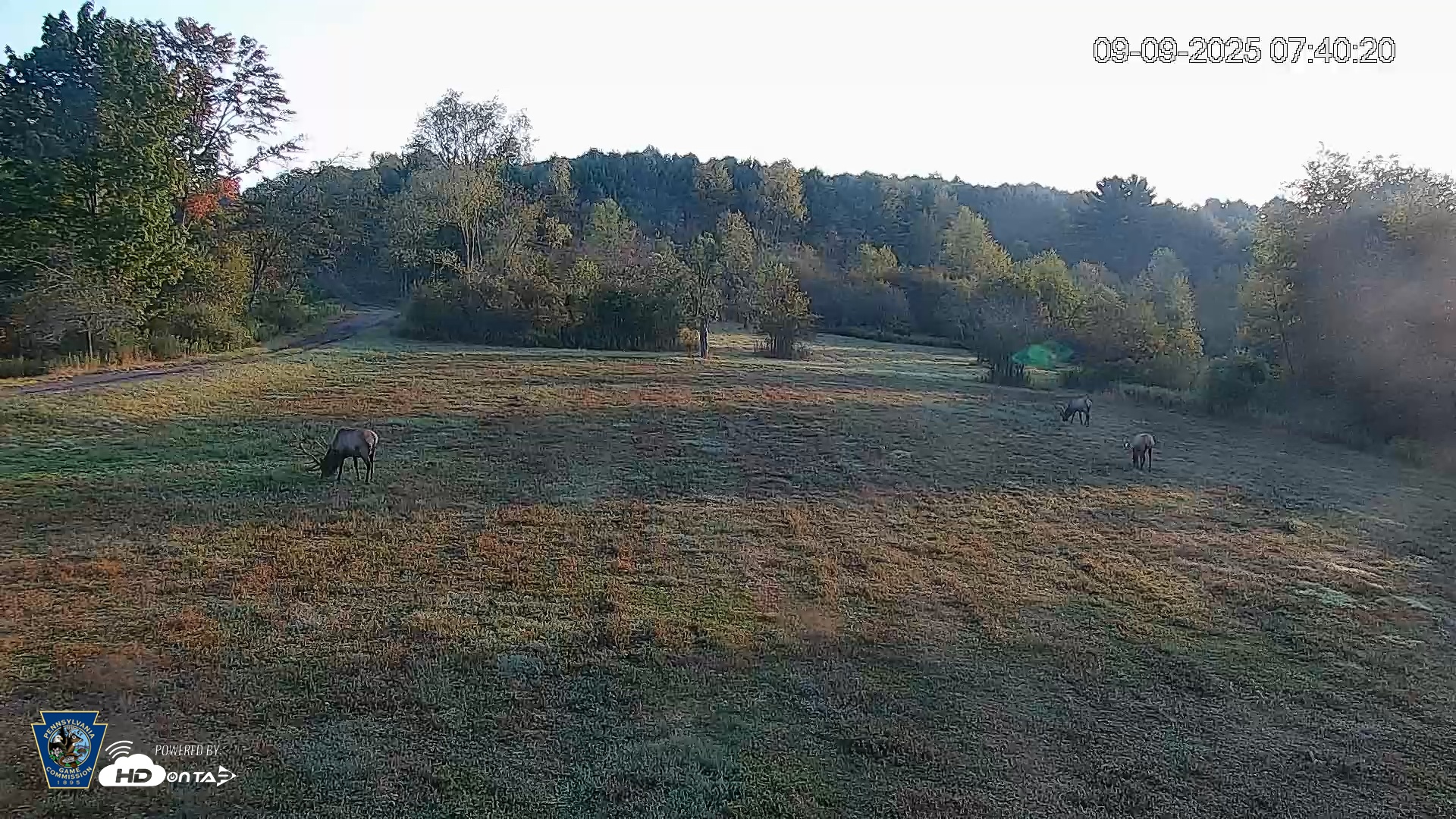 Snapshot of Pennsylvania Elk Live Webcam taken Sep 9, 2025, 7:42am EDT