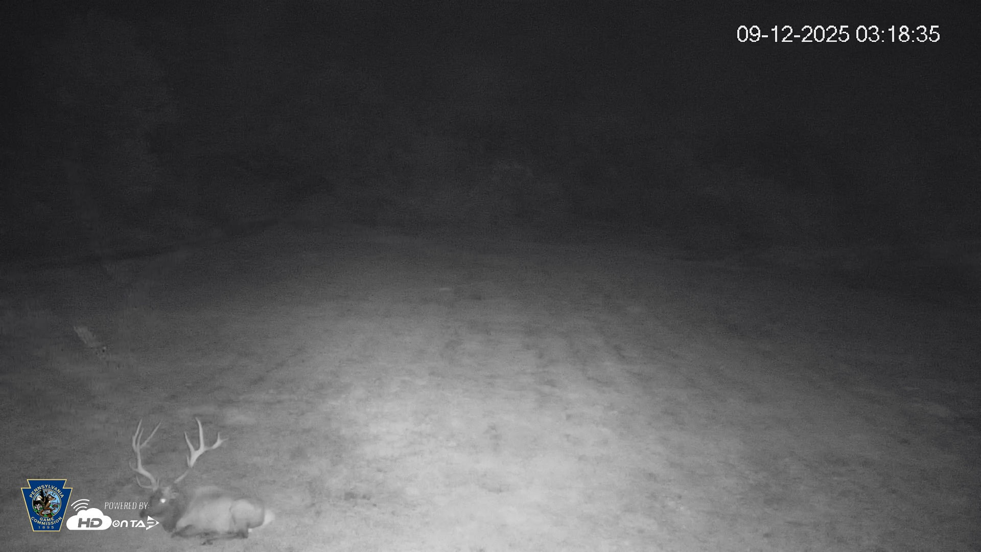 Snapshot of Pennsylvania Elk Live Webcam taken Sep 12, 2025, 3:19am EDT