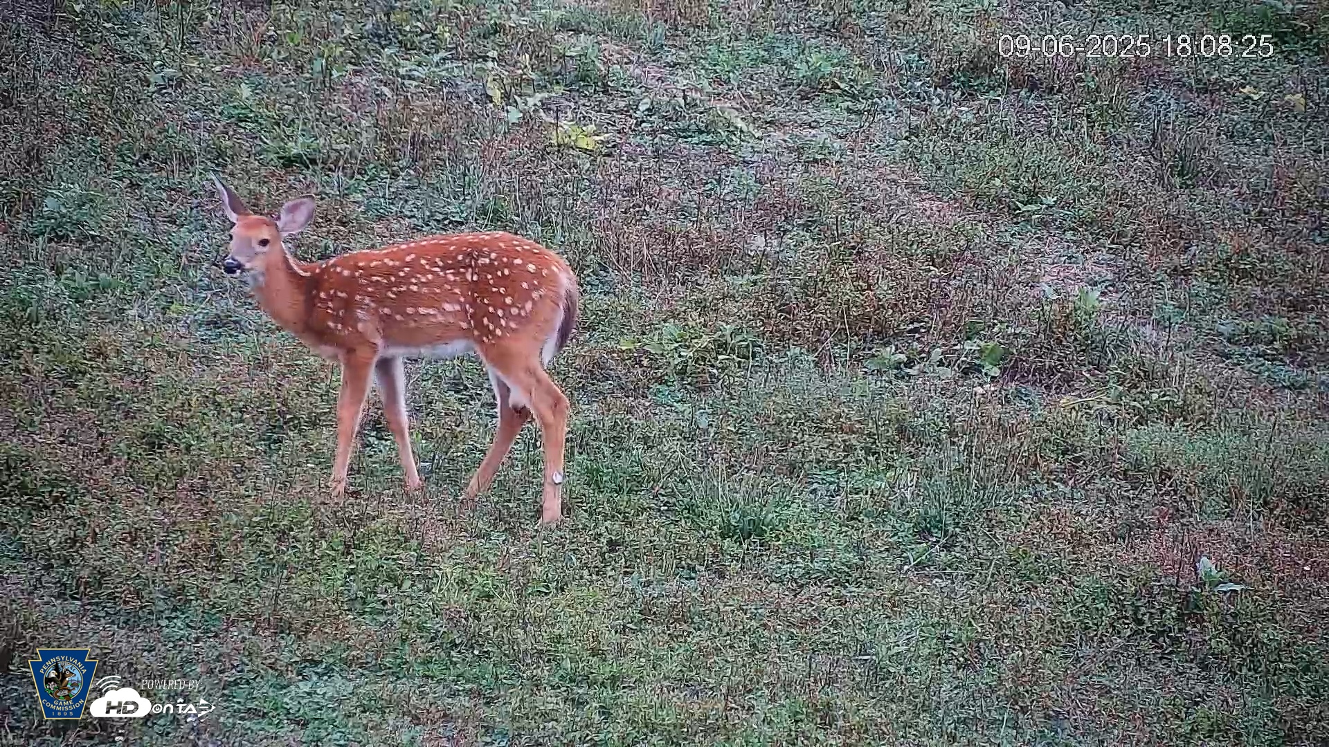 Snapshot of Pennsylvania Elk Live Webcam taken Sep 6, 2025, 6:09pm EDT