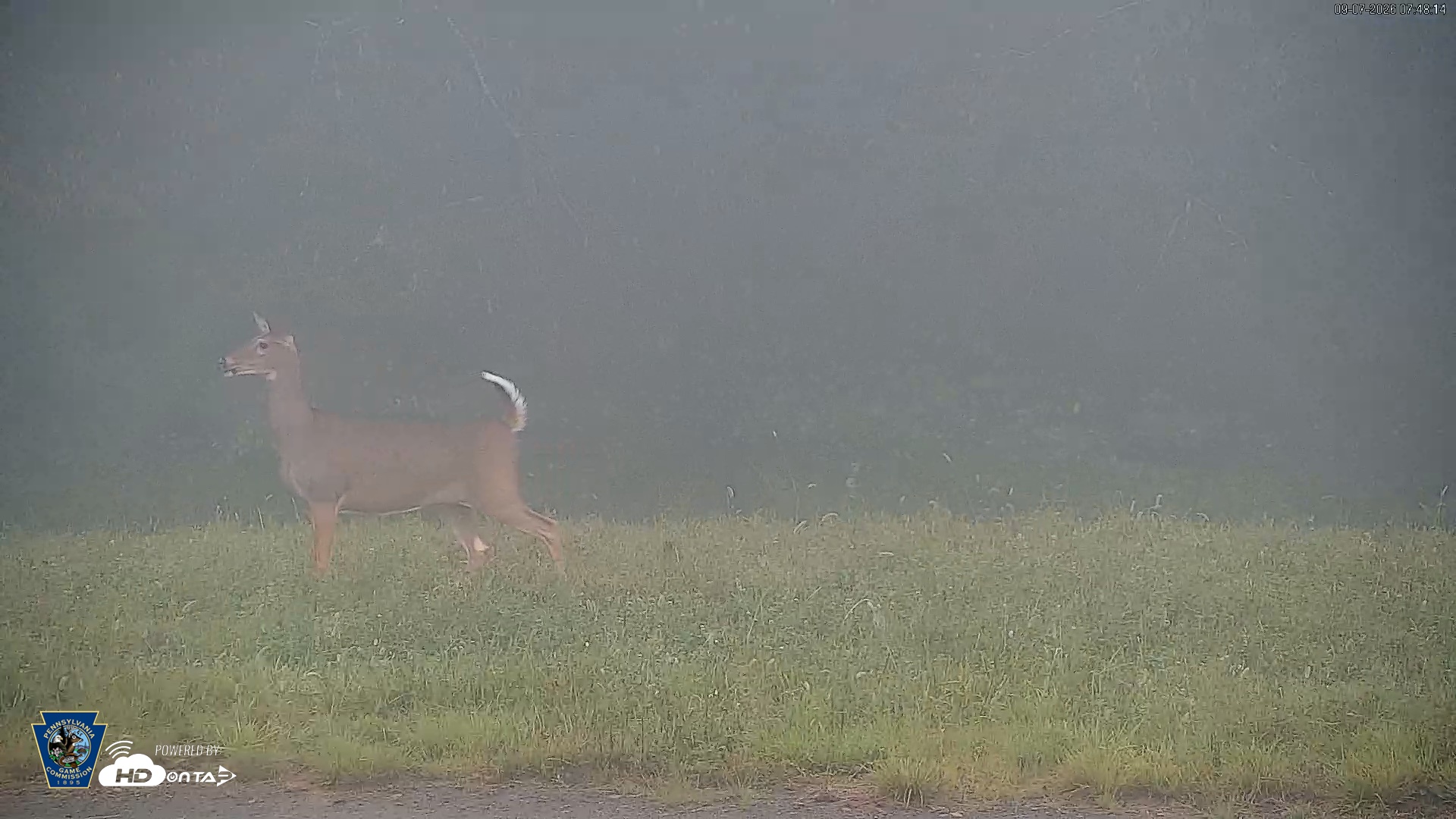 Snapshot of Pennsylvania Elk Live Webcam taken Sep 7, 2026, 7:48am EDT